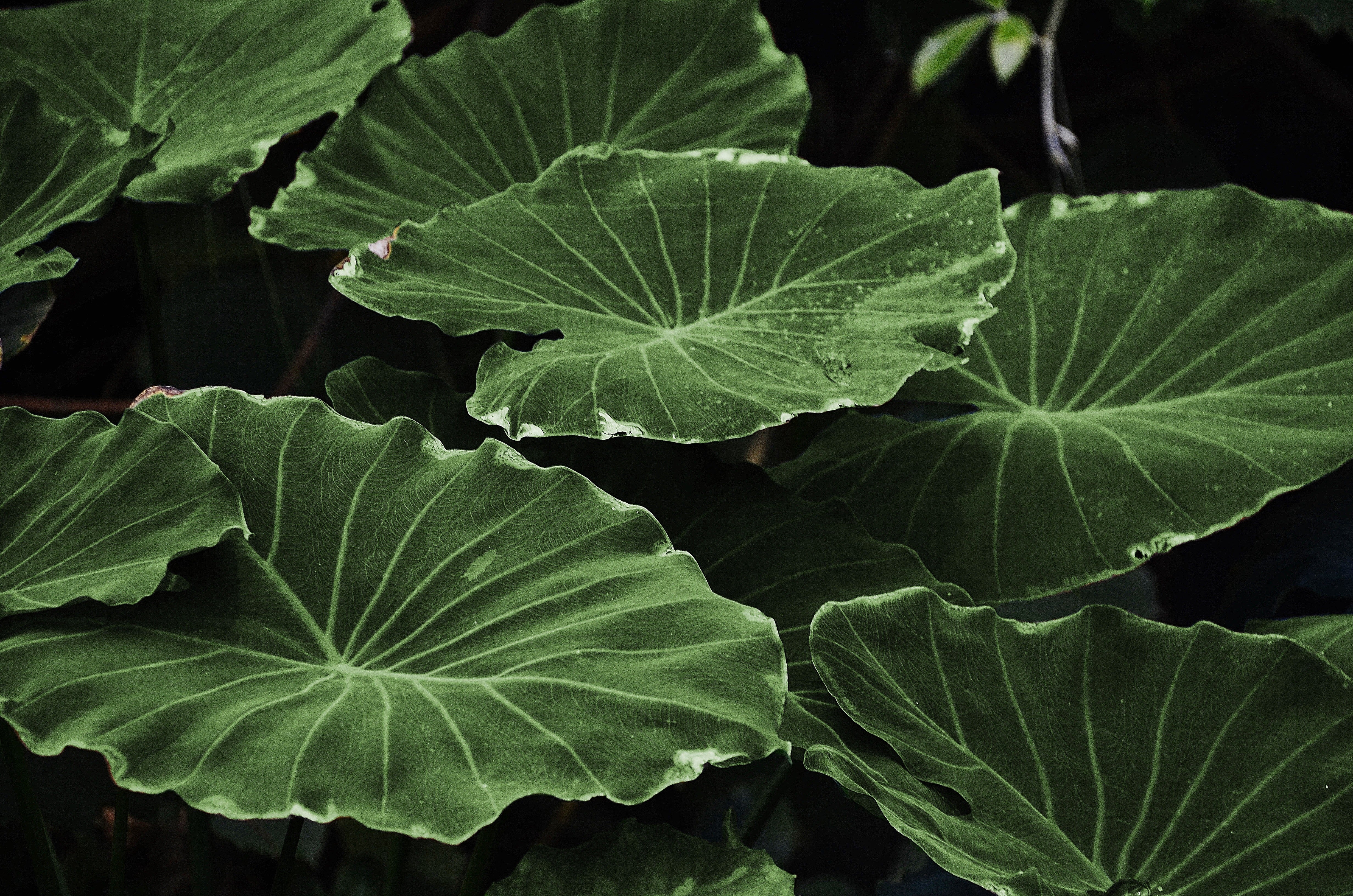 nature - fleurs/plantes