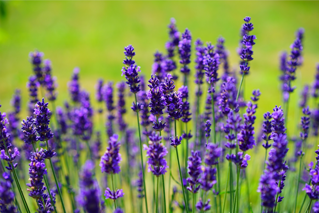 nature - fleurs /champs de lavande