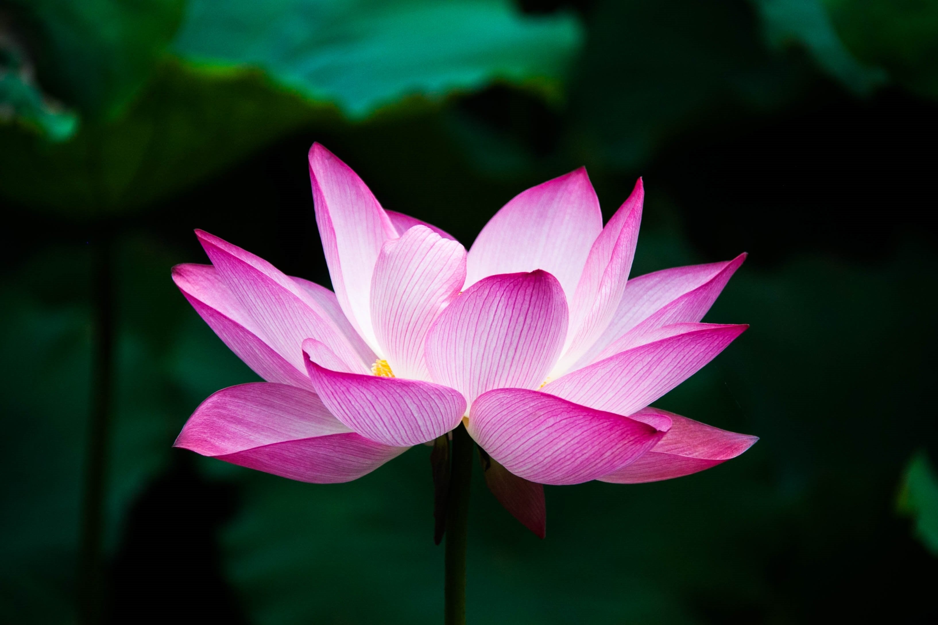 nature - fleurs