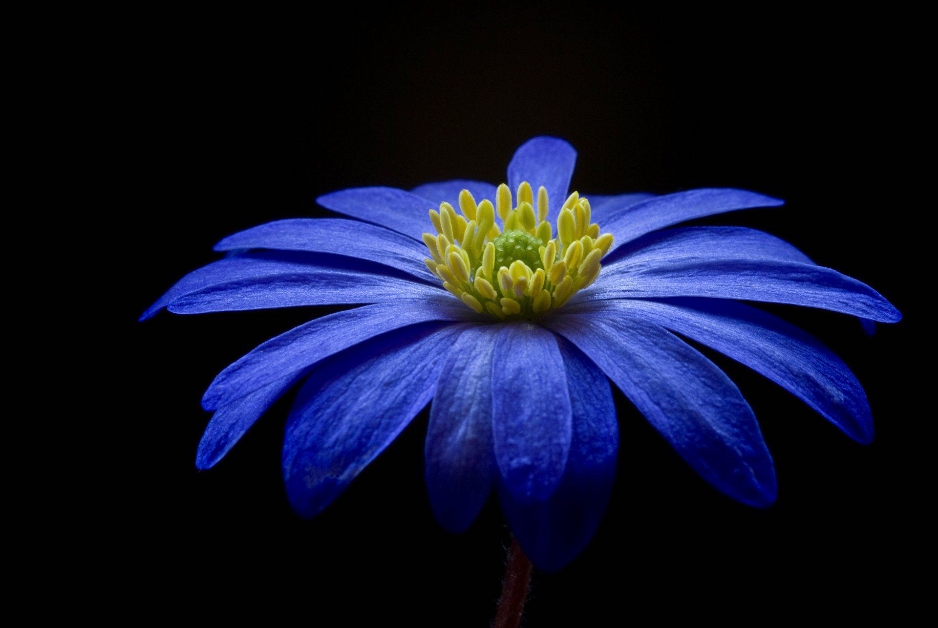 nature - fleurs