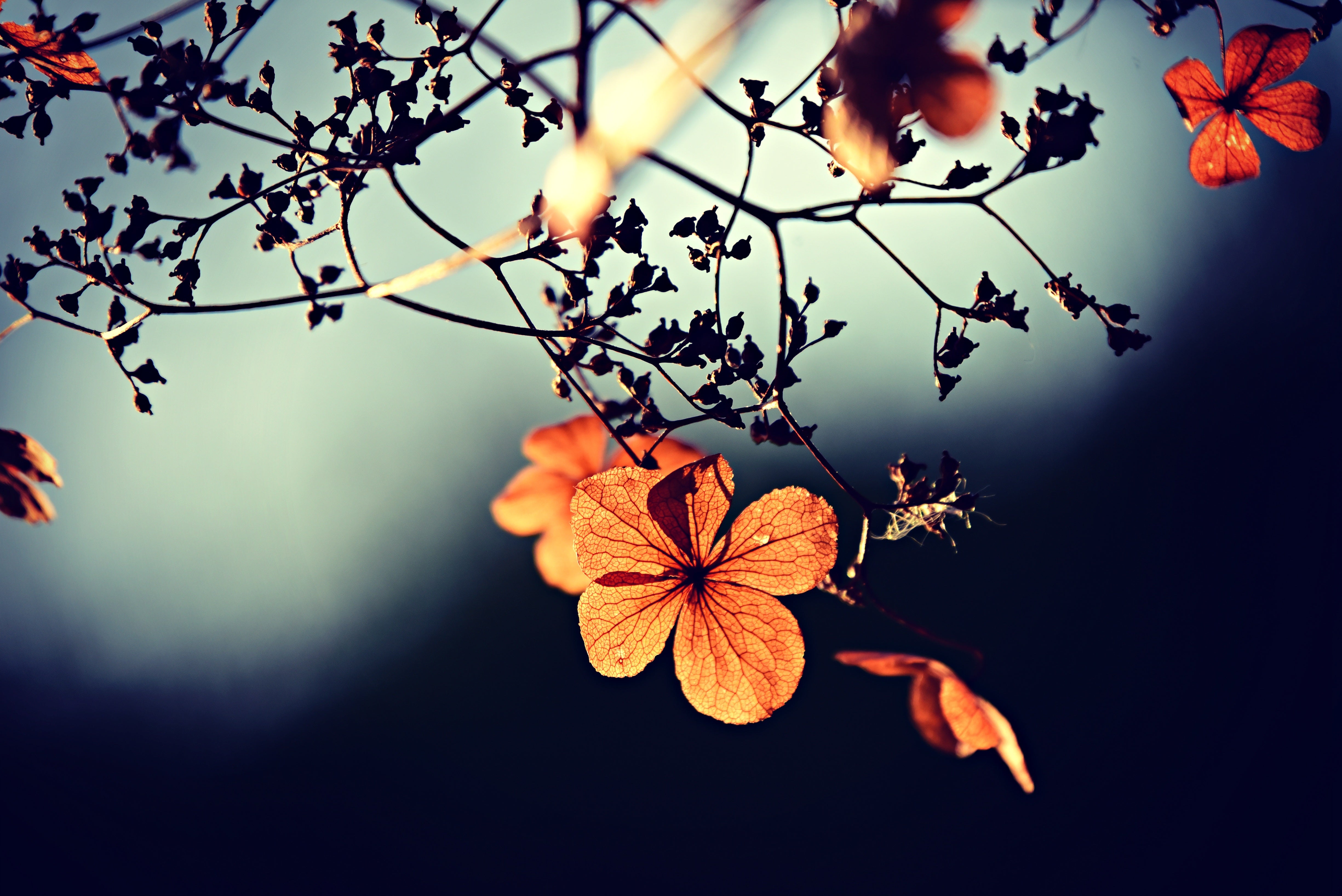 nature - fleurs