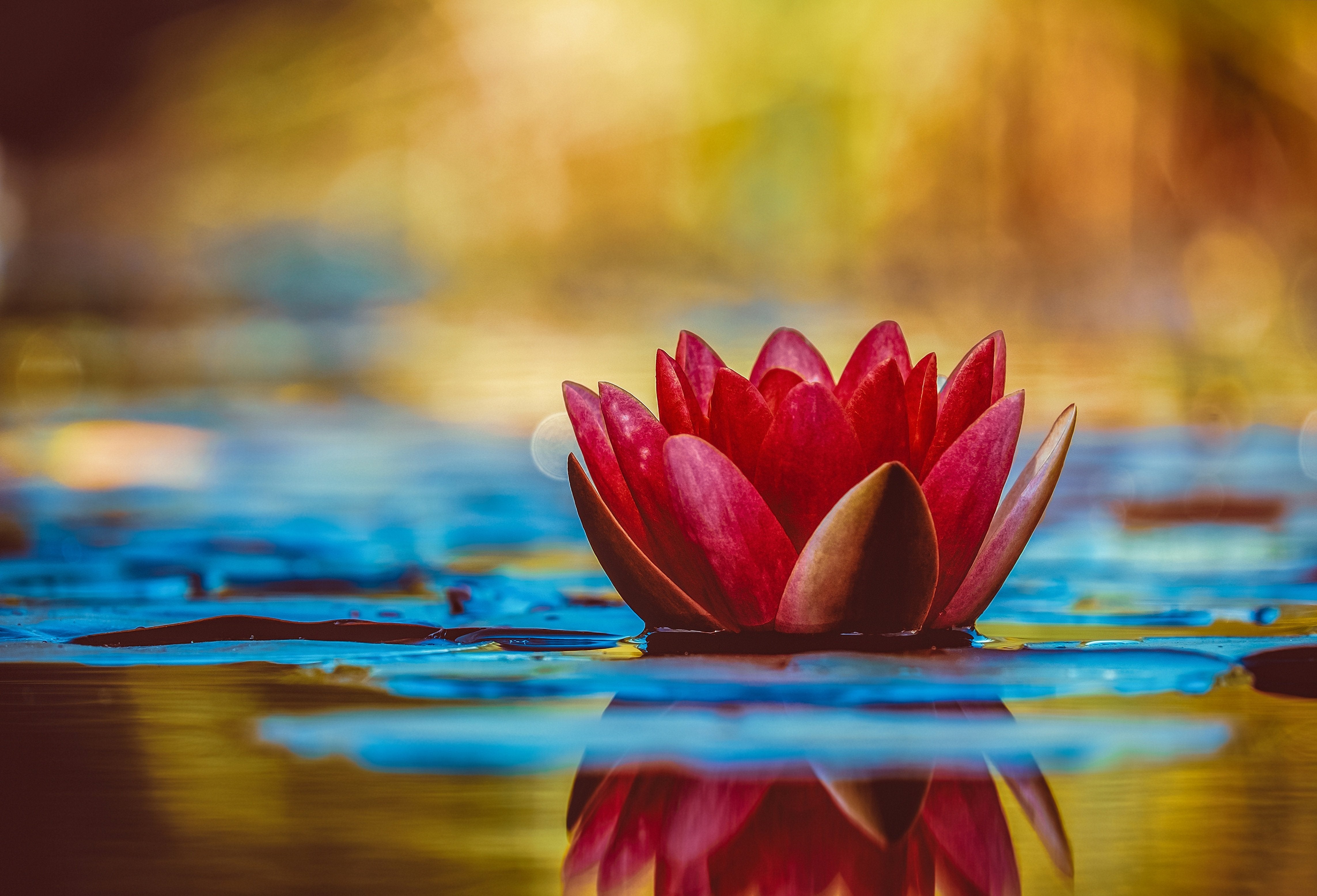 nature - fleurs