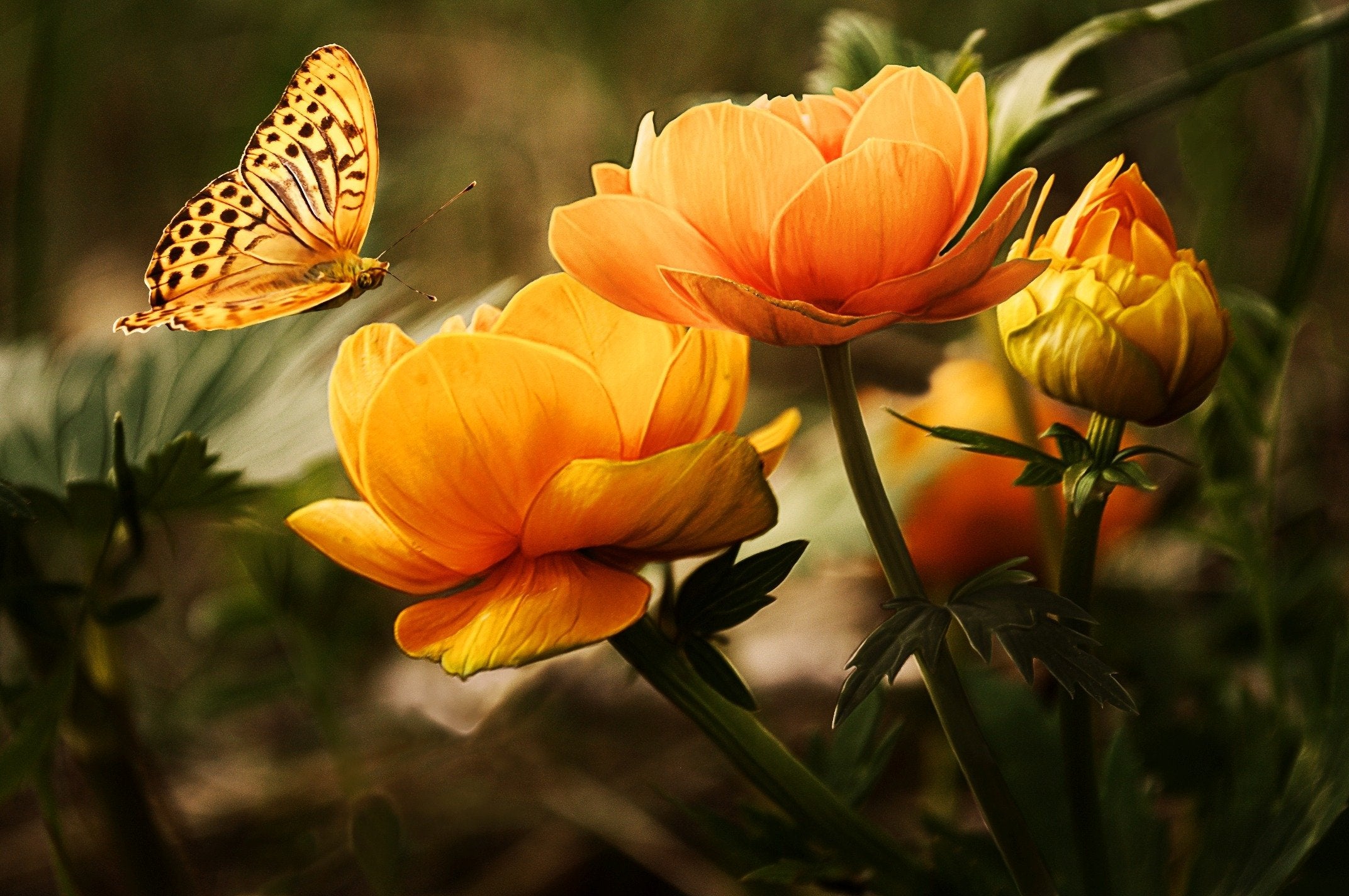nature - fleurs