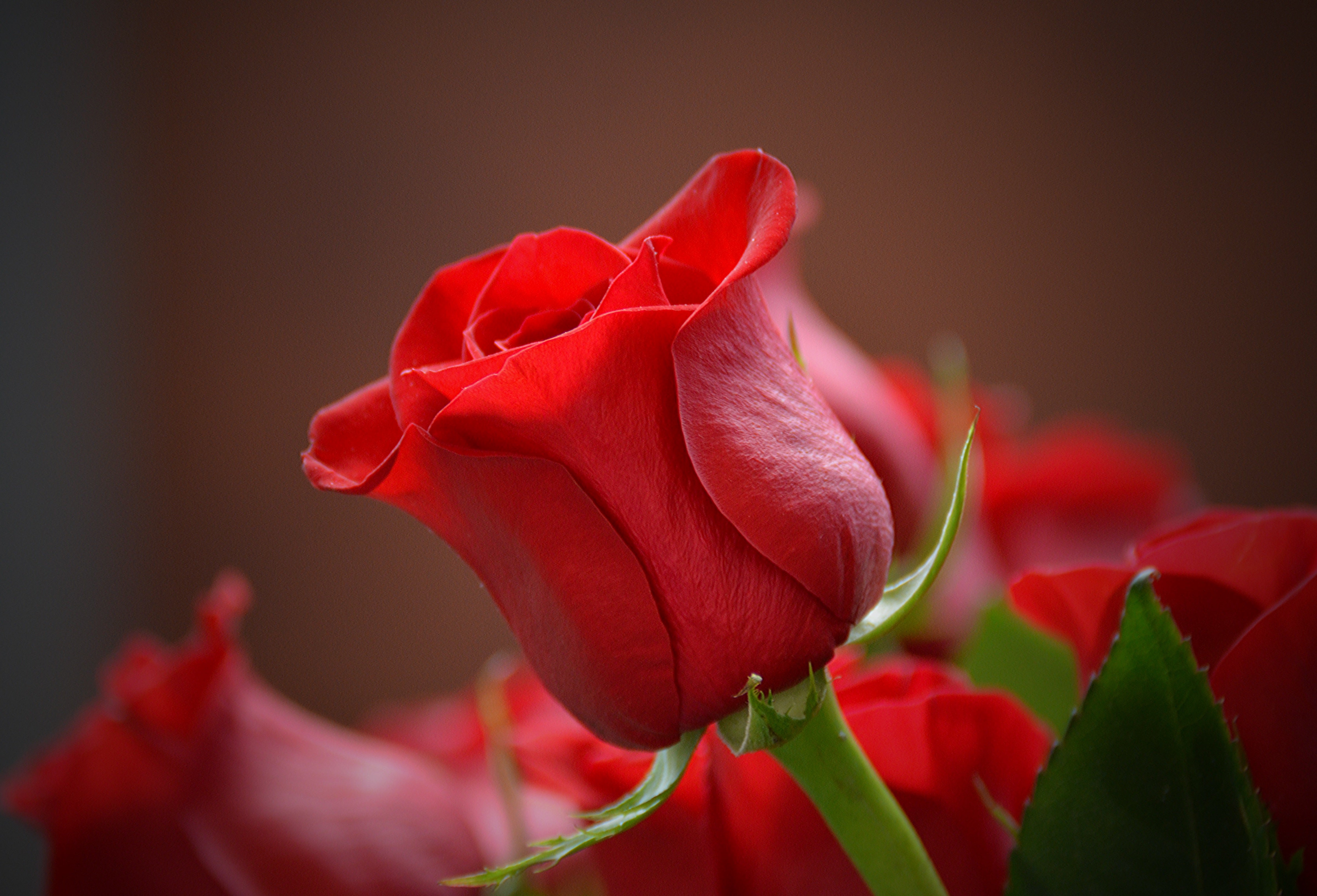 Love-tenderness-friendship/romantic