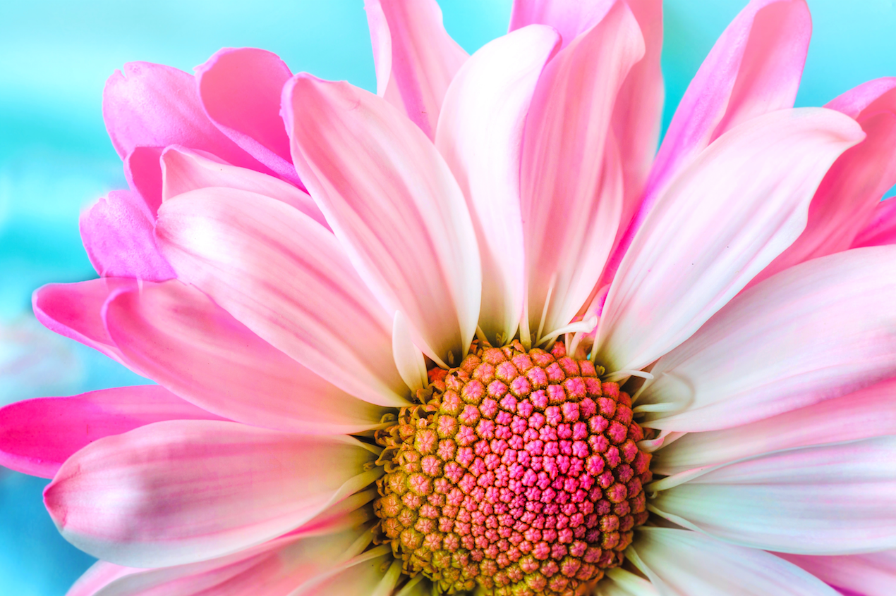 nature - fleurs