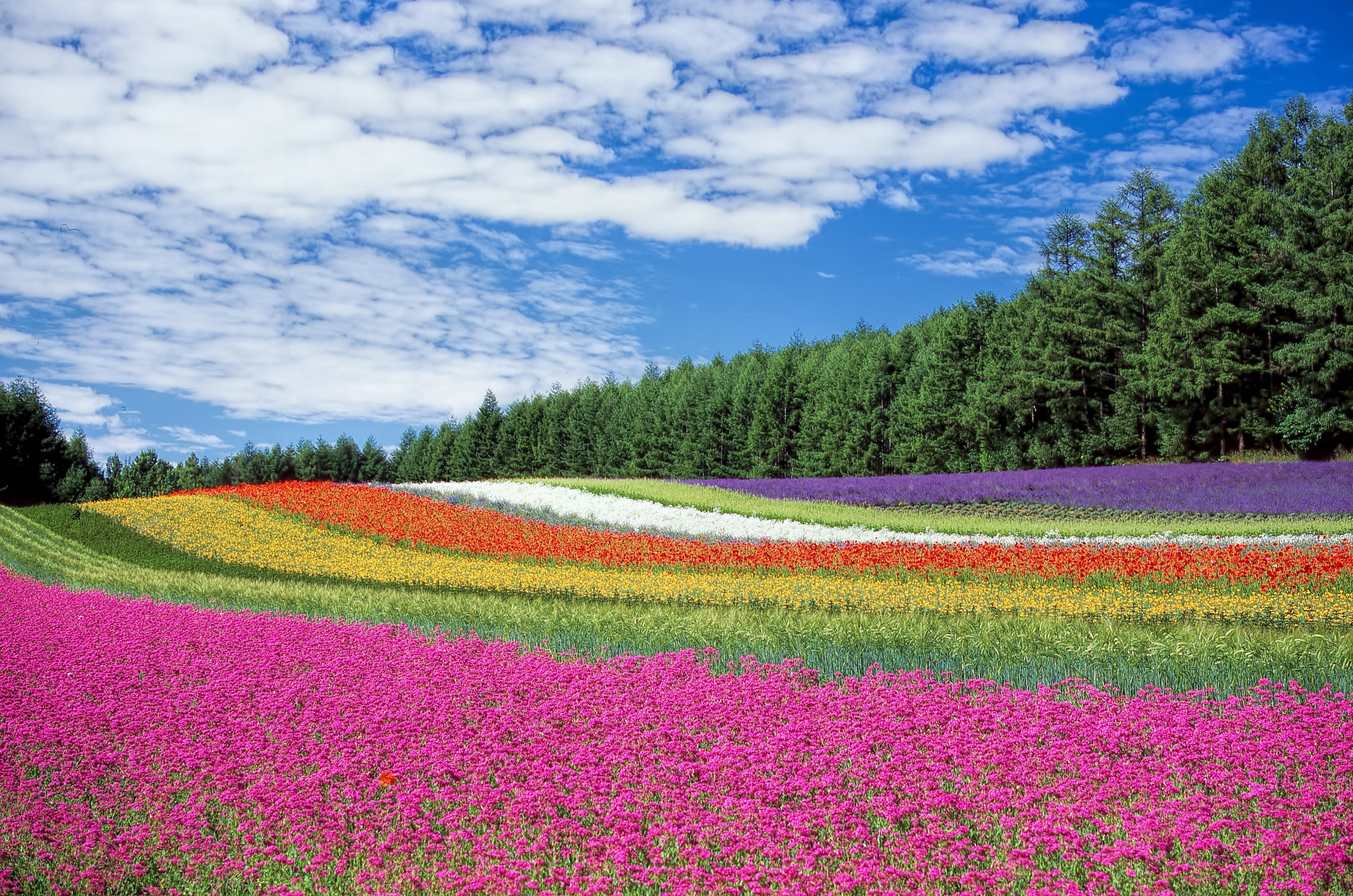 nature - fleurs /champs de fleurs