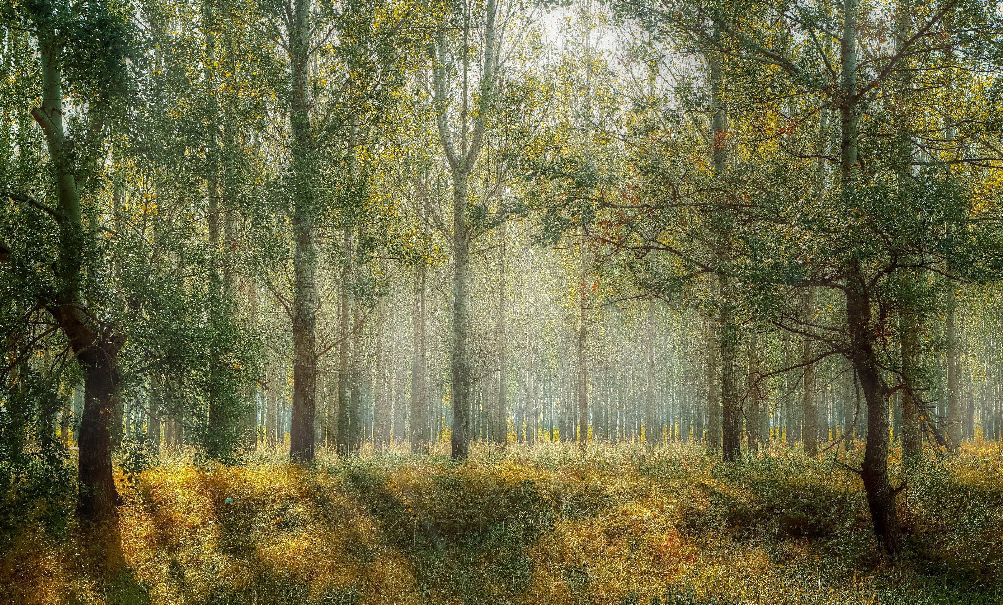 paysage - forêt