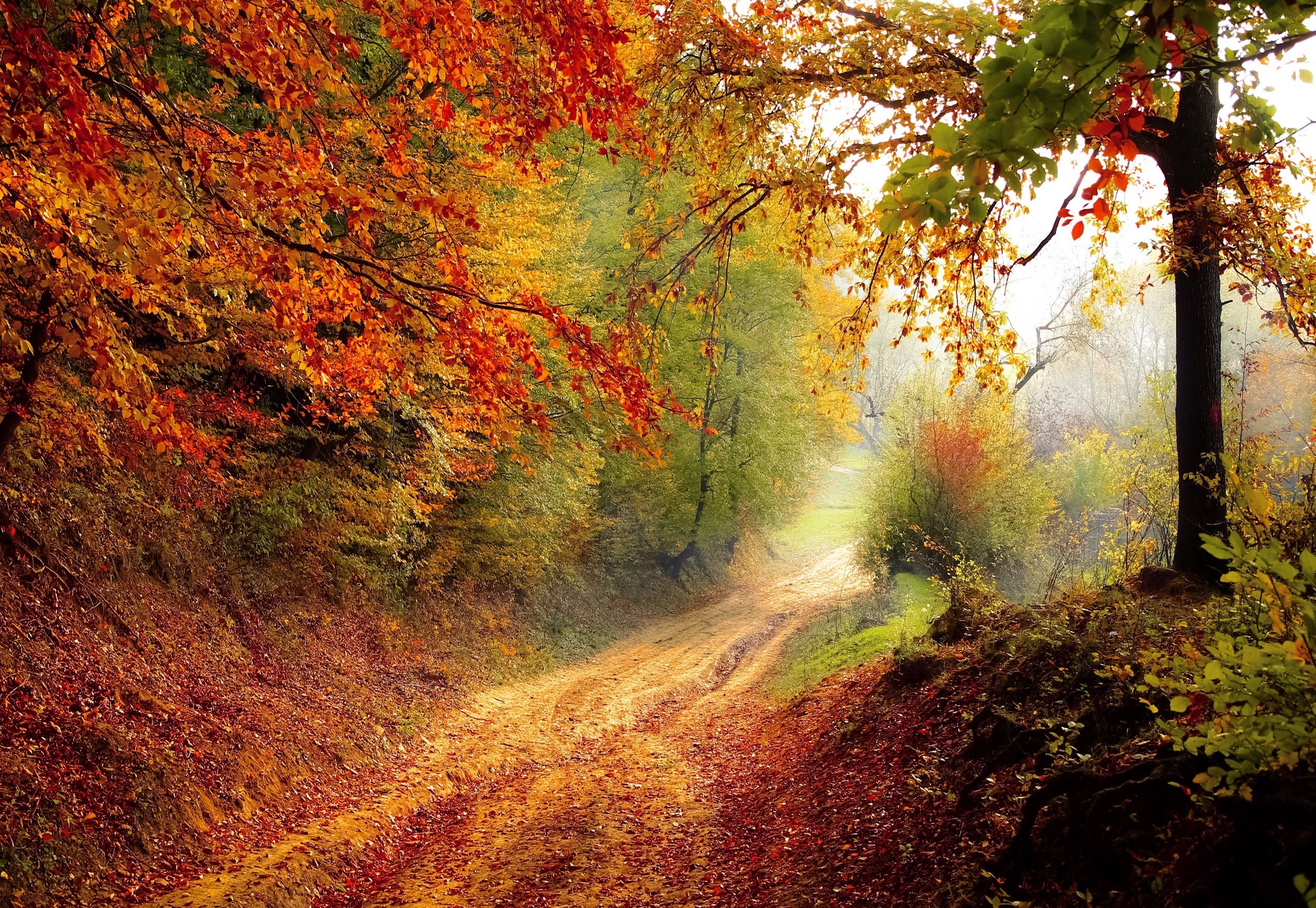 paysage - forêt en automne