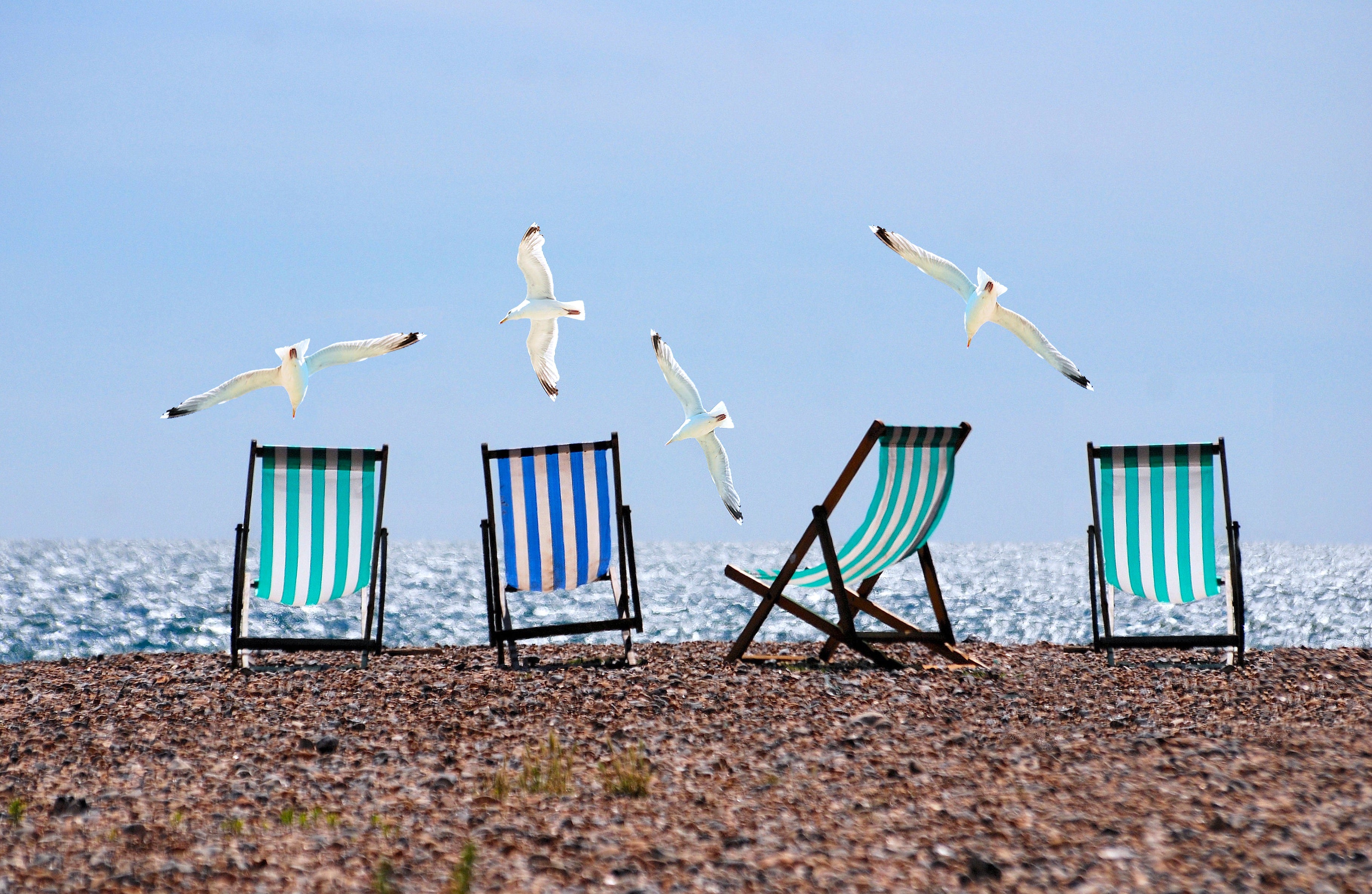 nature - plage /du nord avec des mouettes
