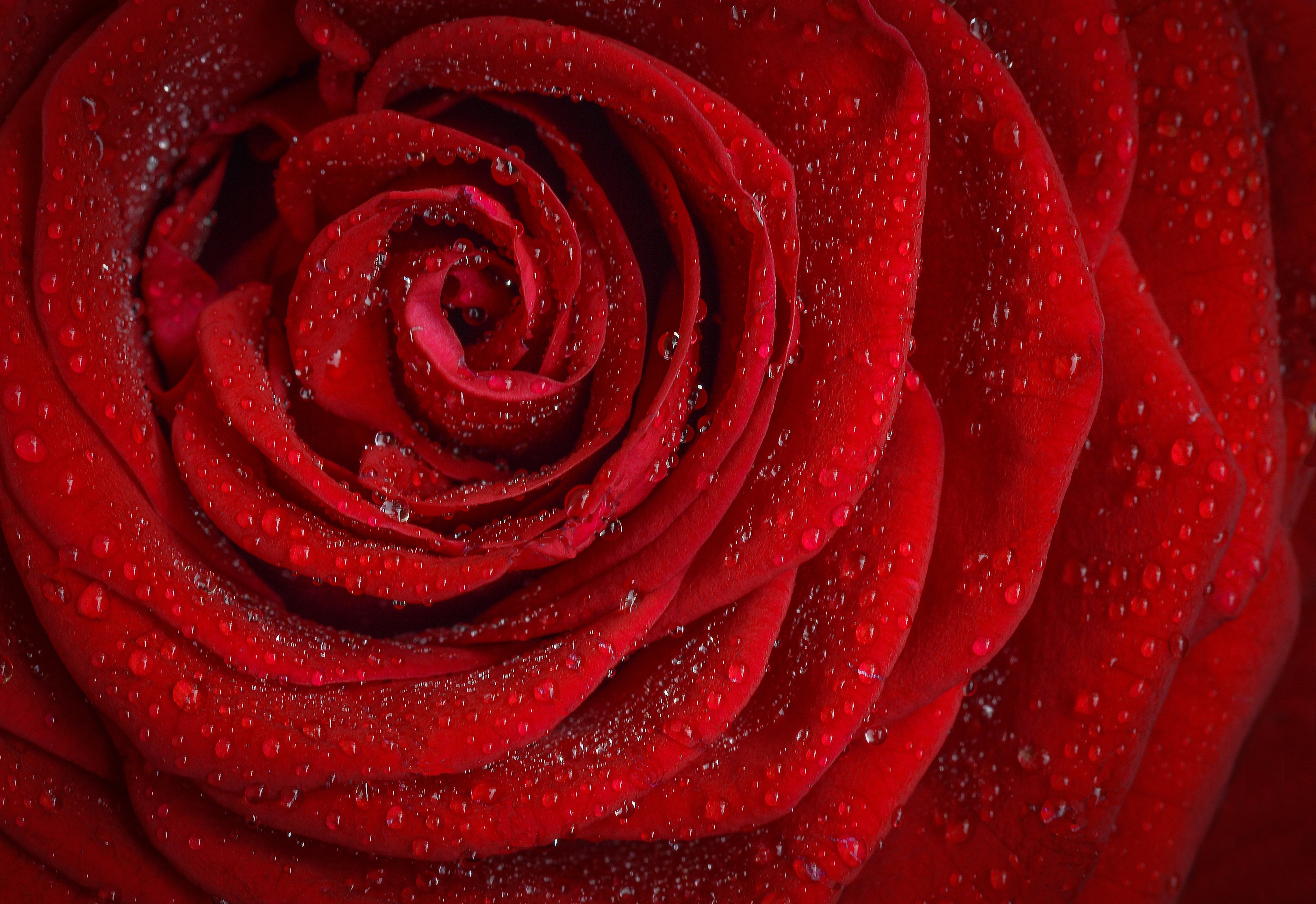 nature - fleurs /rose