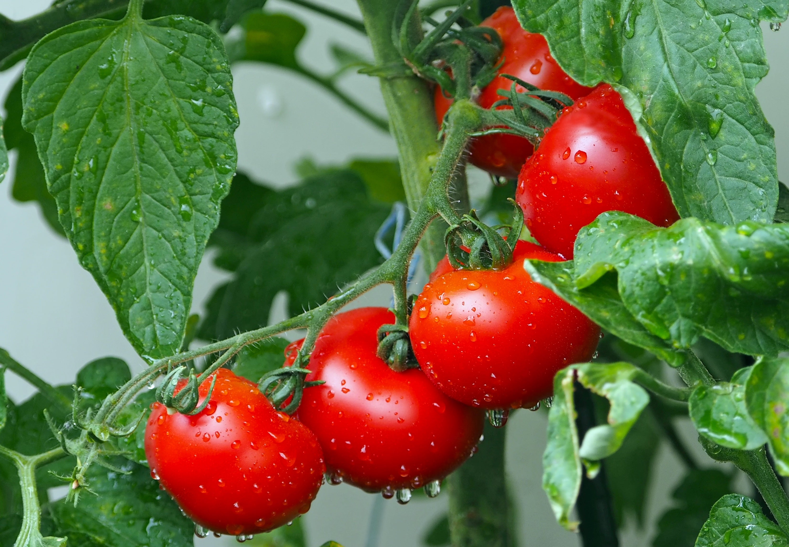 Kochen - Essen / Gemüse