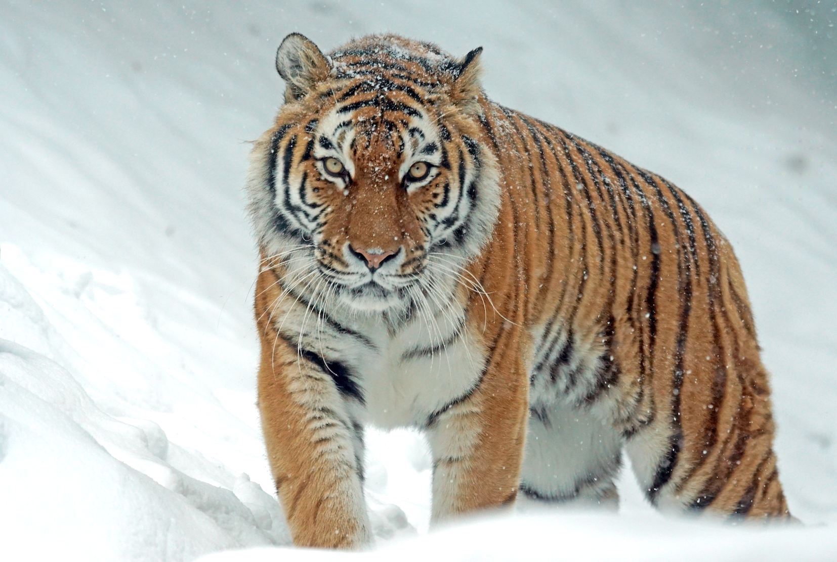 animals - wild / tigers