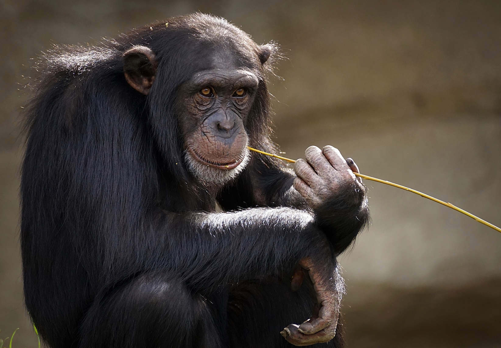 animals - wild / monkeys