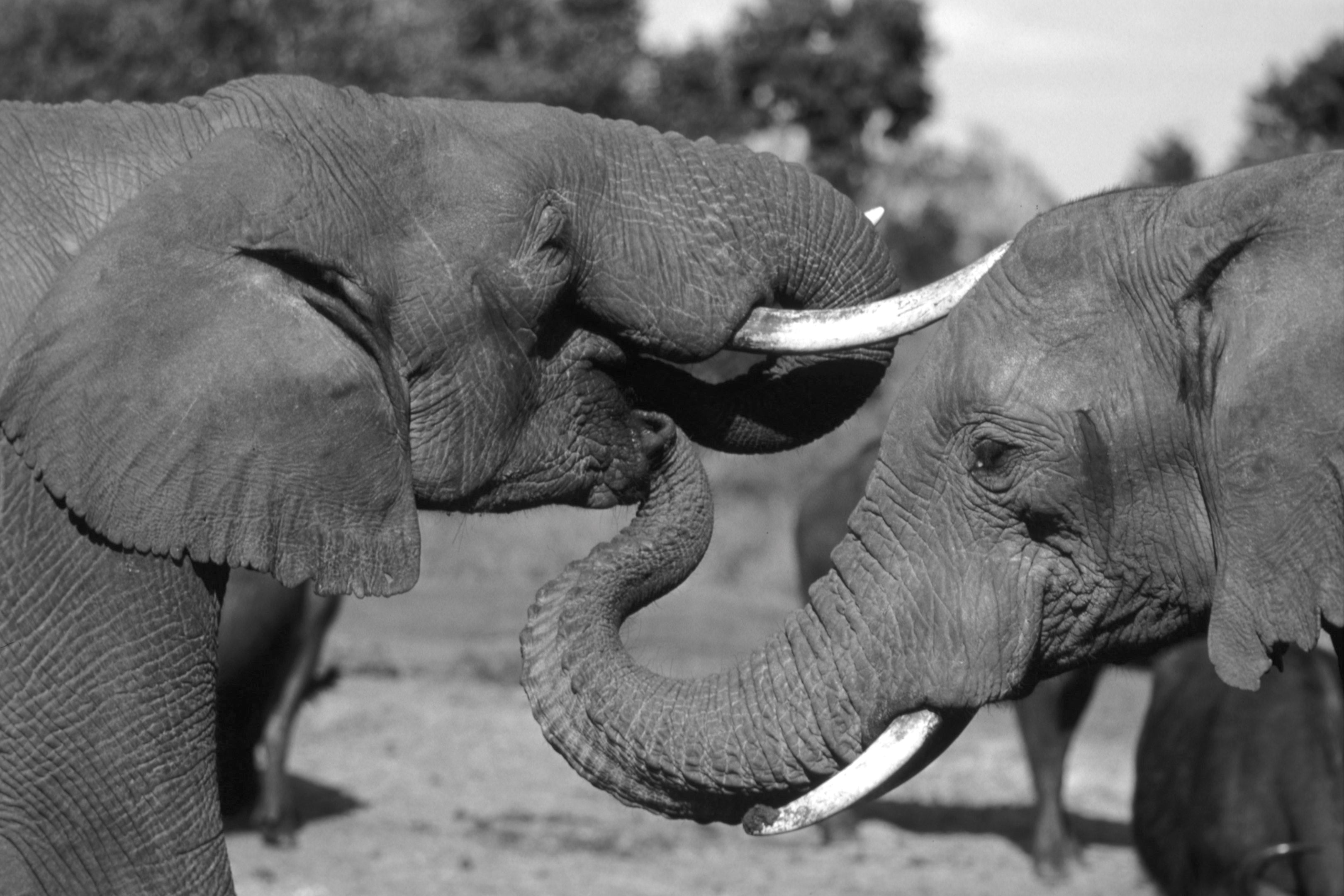 animals - wild / elephants