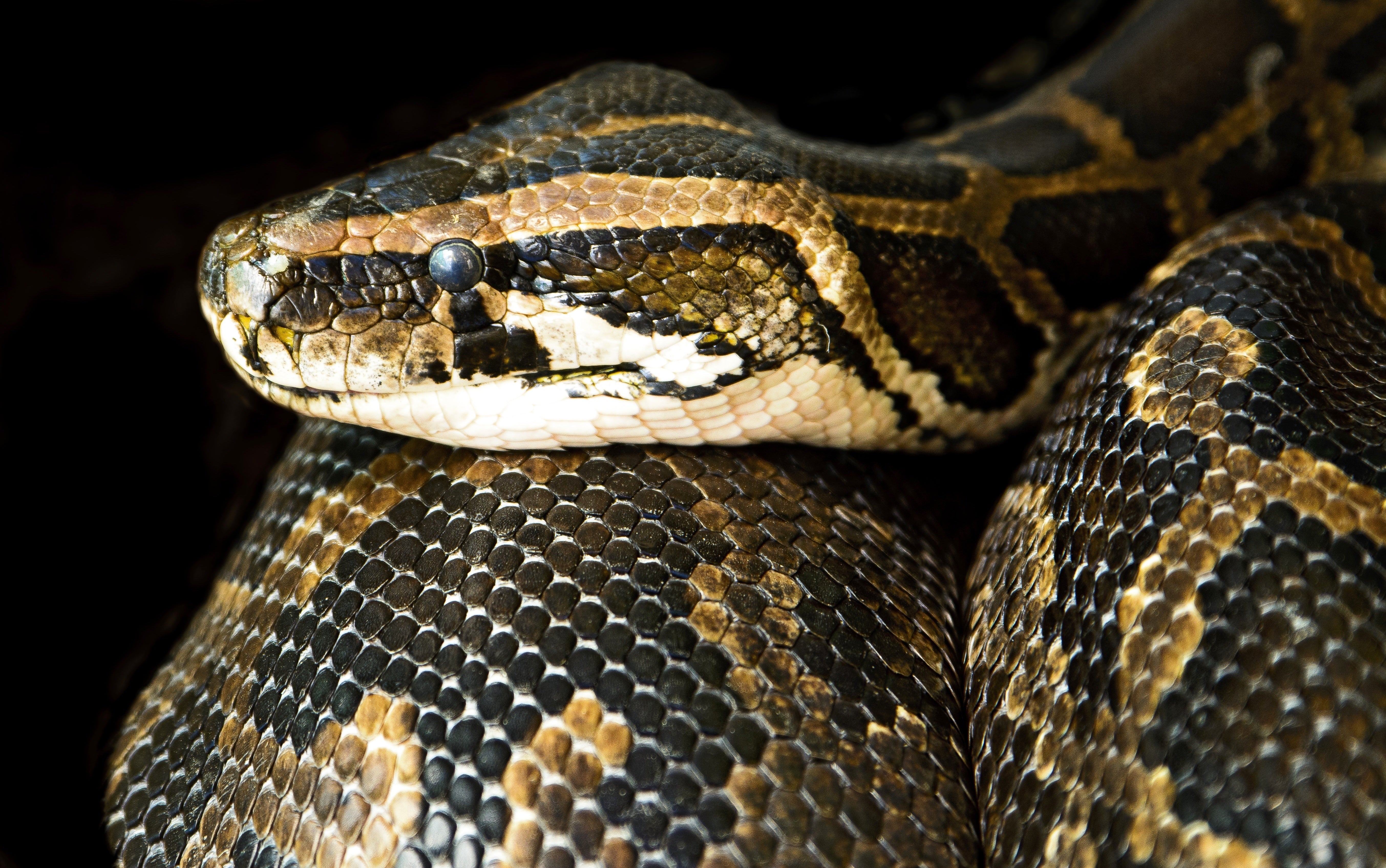 animals - wild / snakes