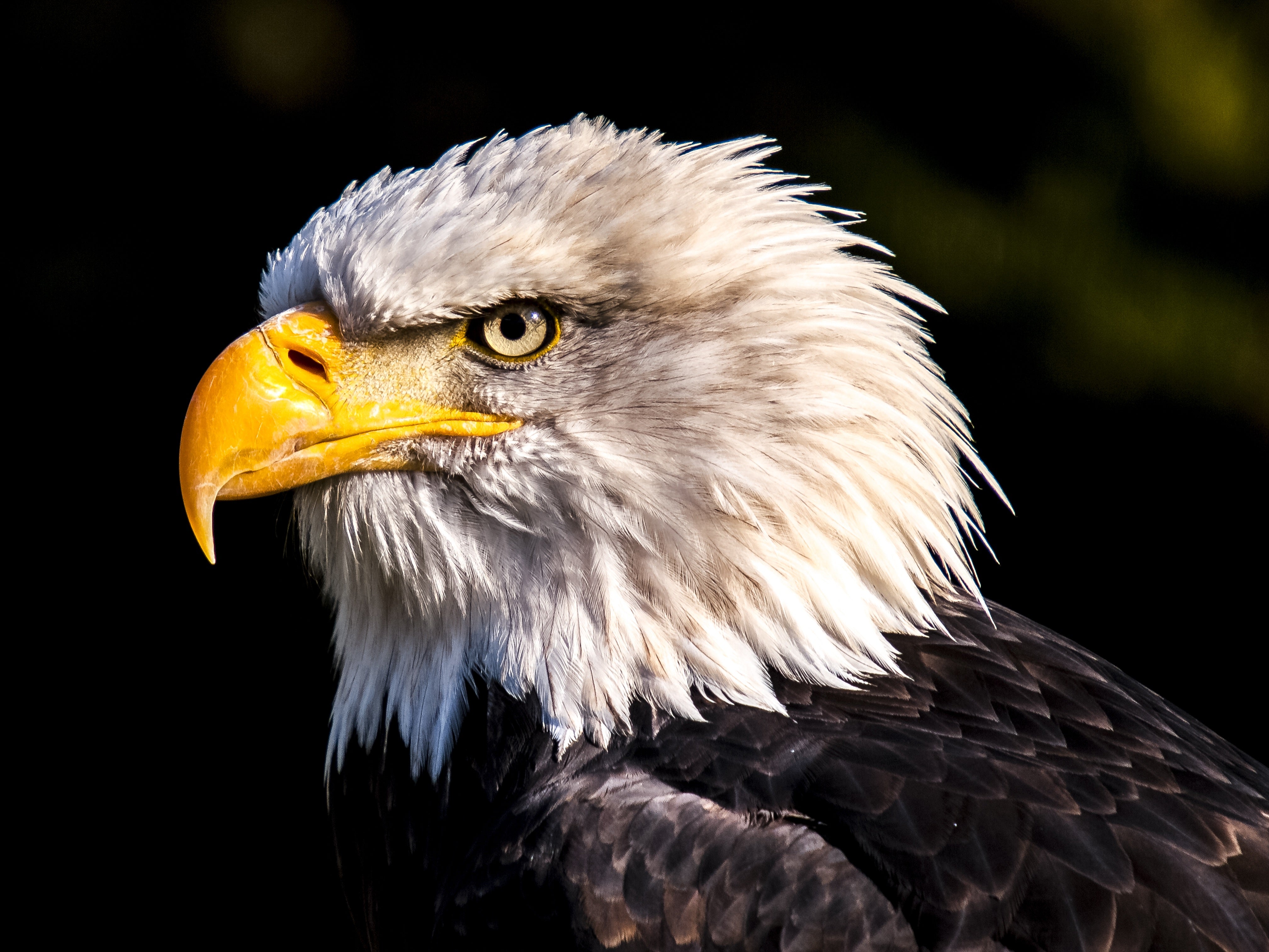 animals - flying /birds-eagle
