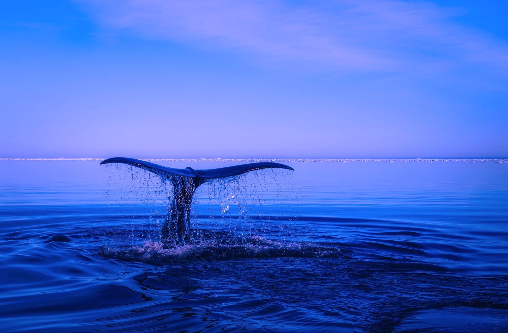 animals - marine/whale