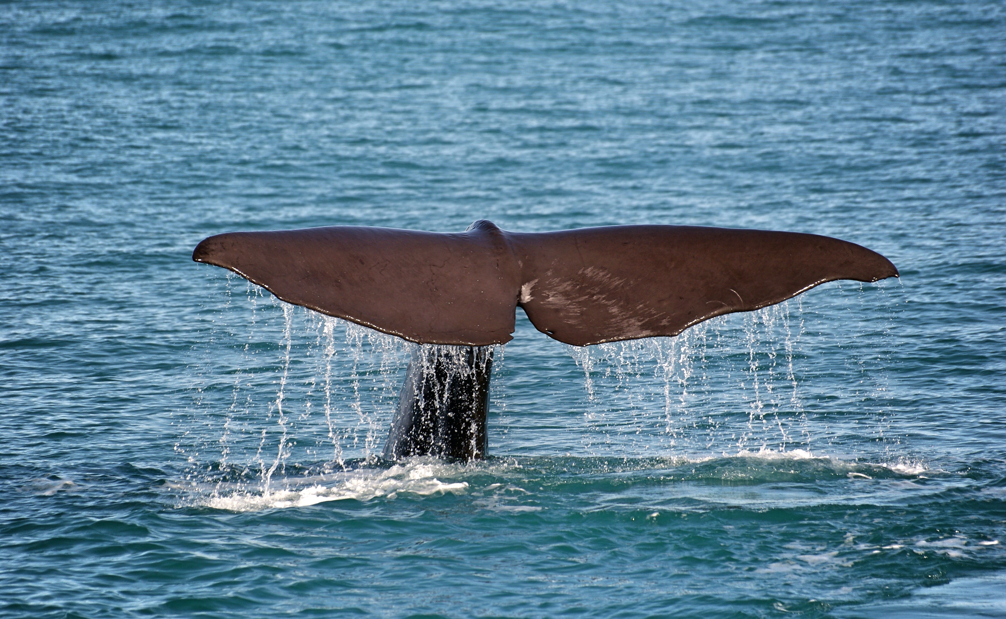 animals - marine/whale