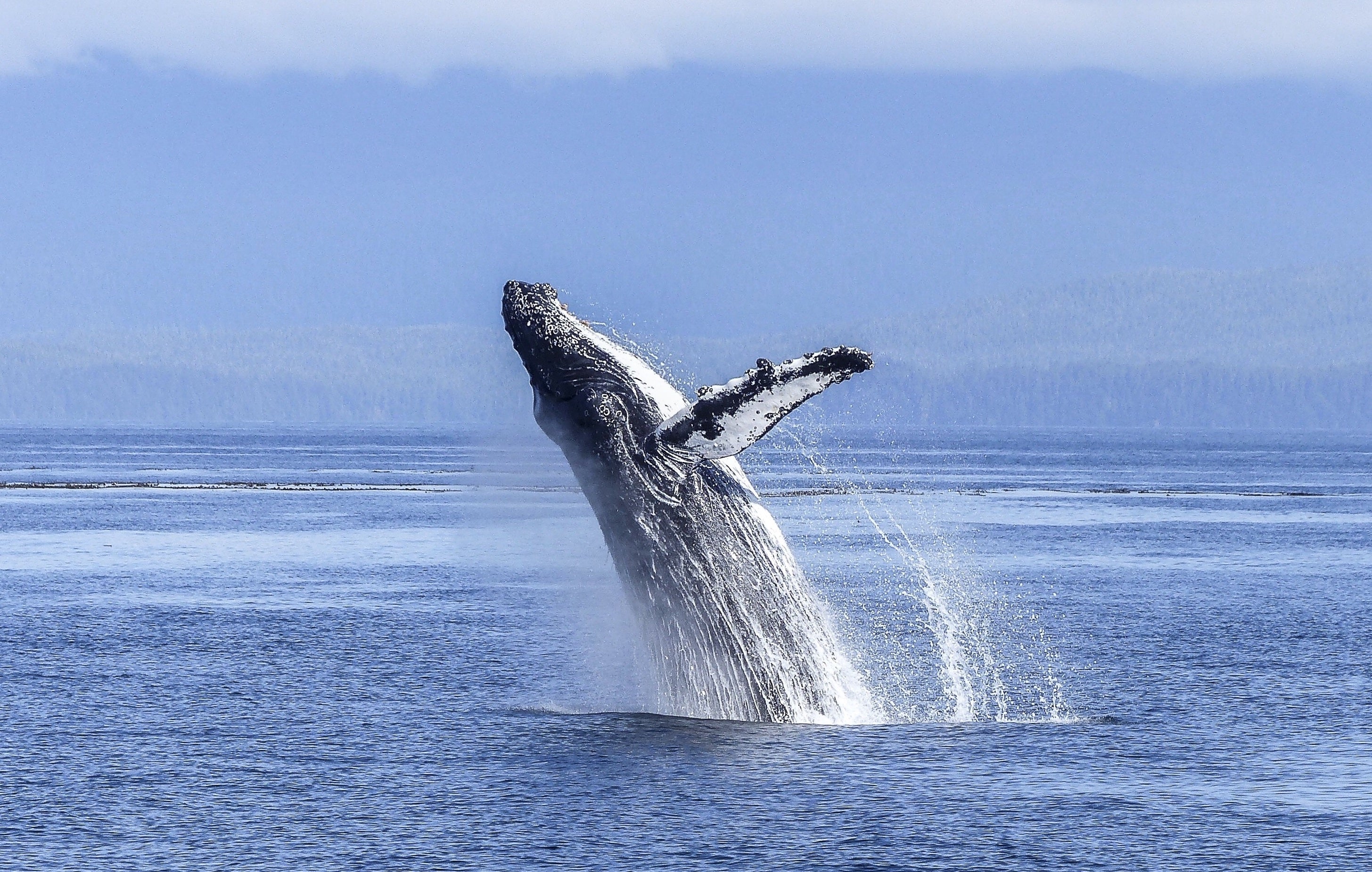 animals - marine/whale