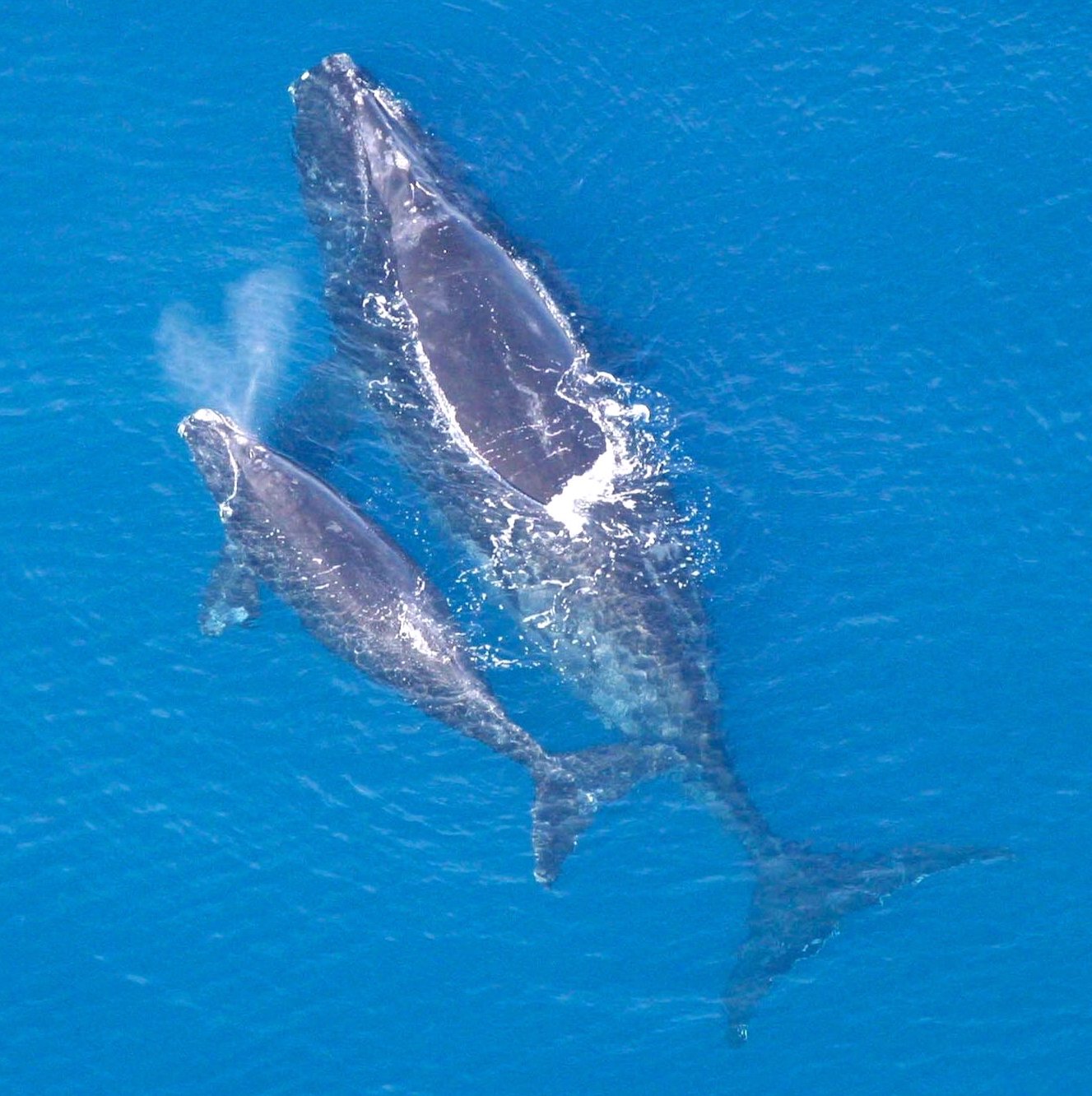 animals - marine/whale