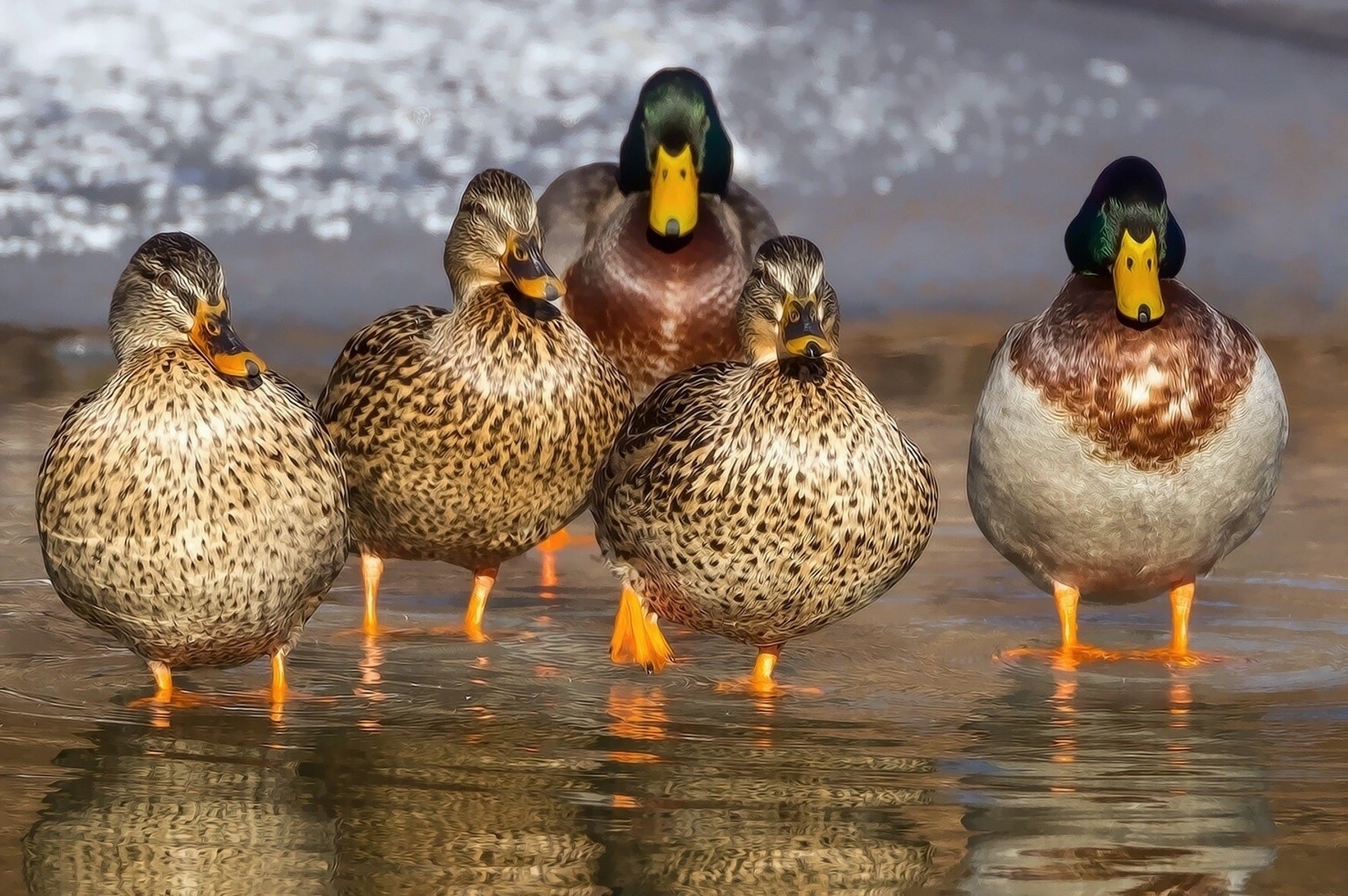 animals - flying / duck birds