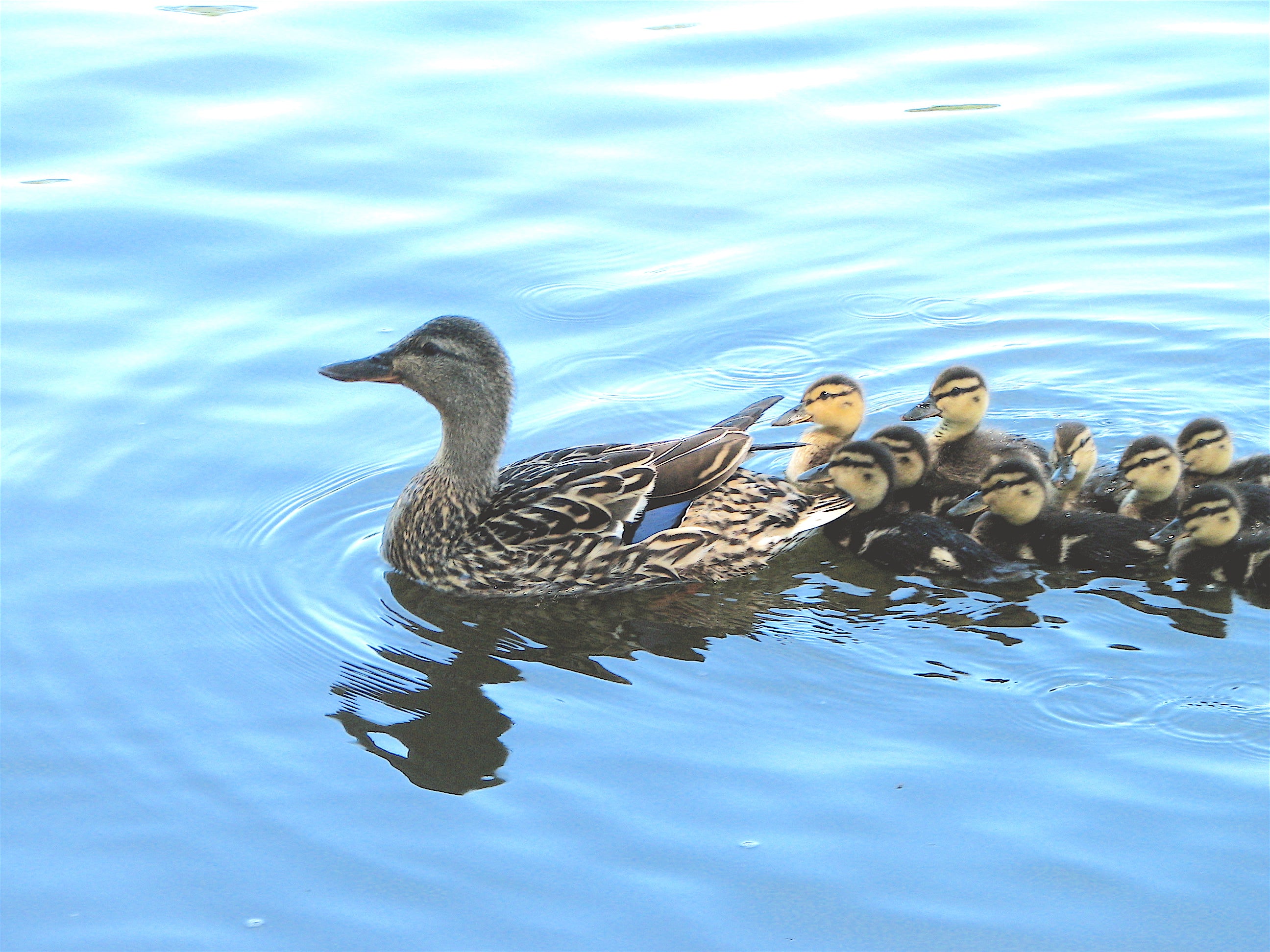 animals - flying / duck birds