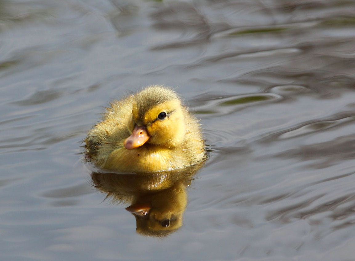 animals - flying / duck birds