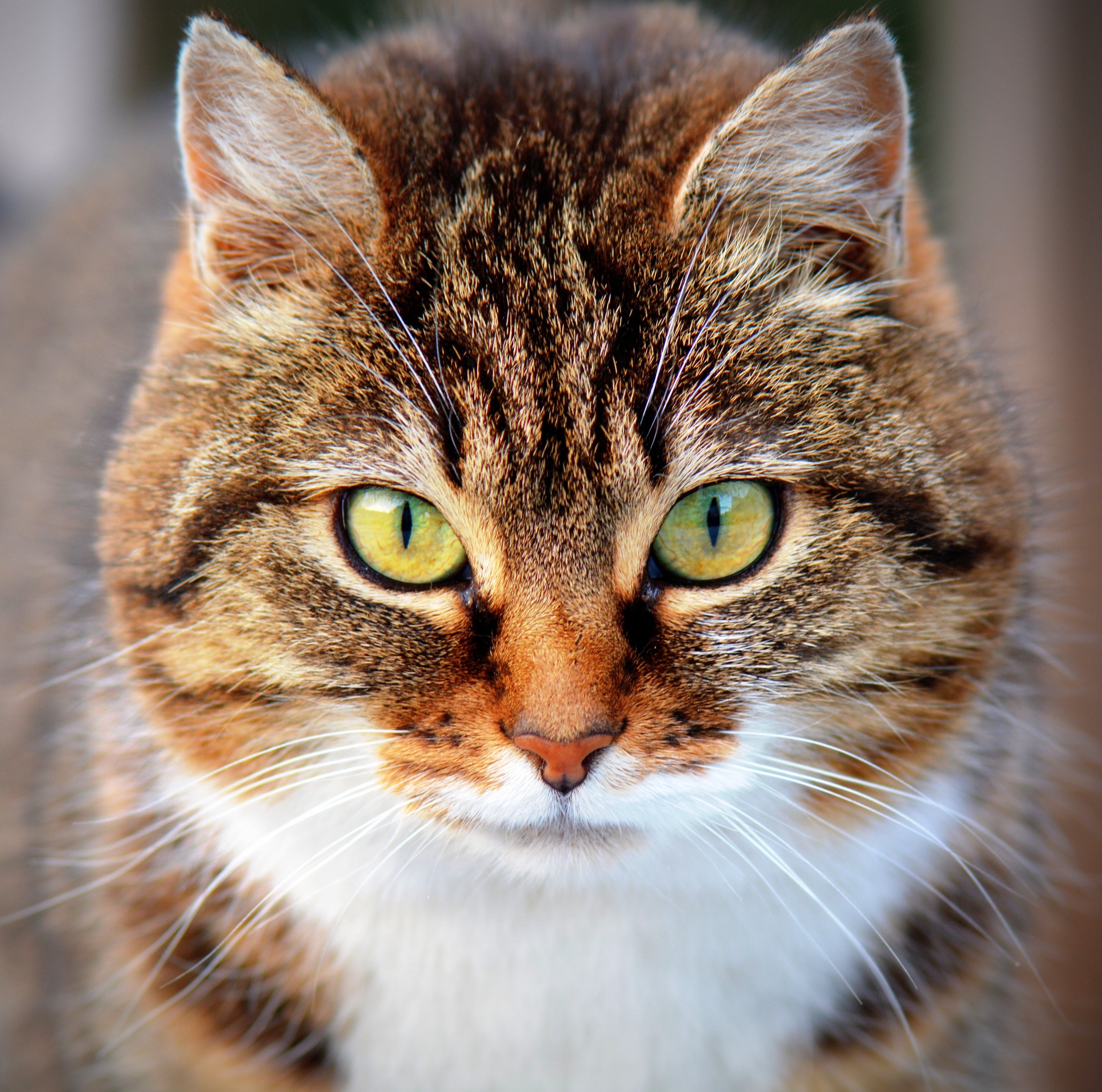 animaux - domestiques / chats-chatons