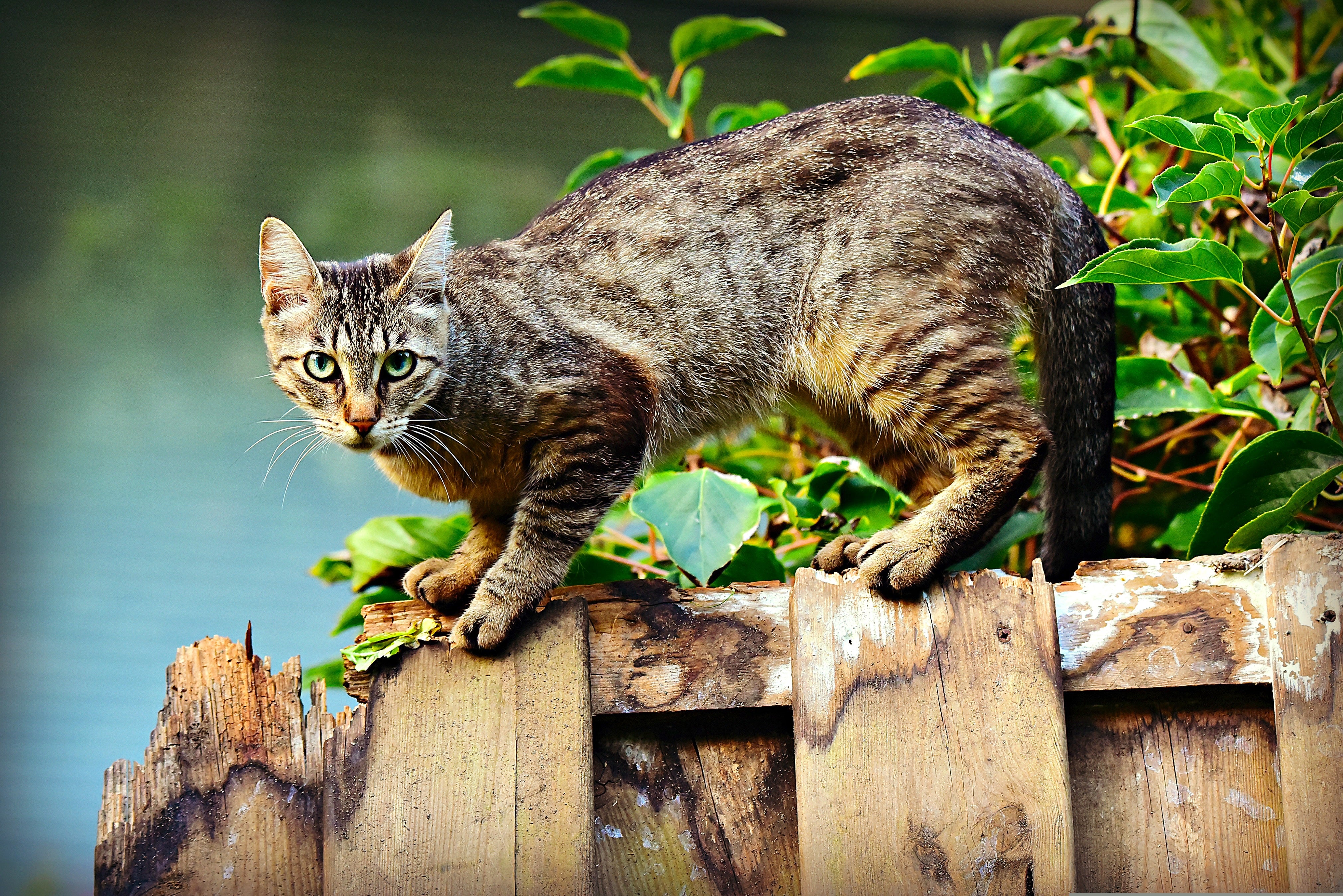 animaux - domestiques / chats-chatons