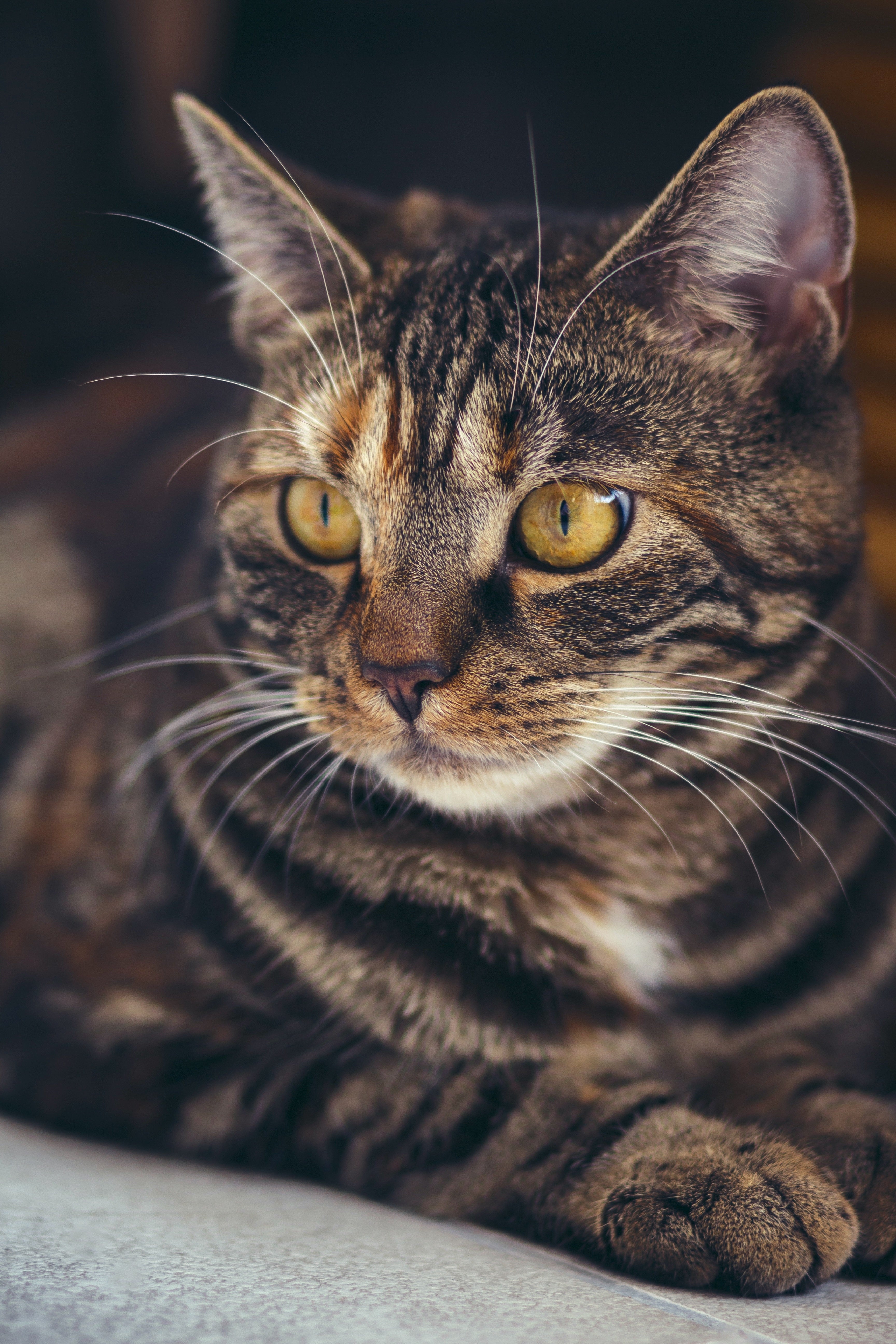animaux - domestiques / chats-chatons