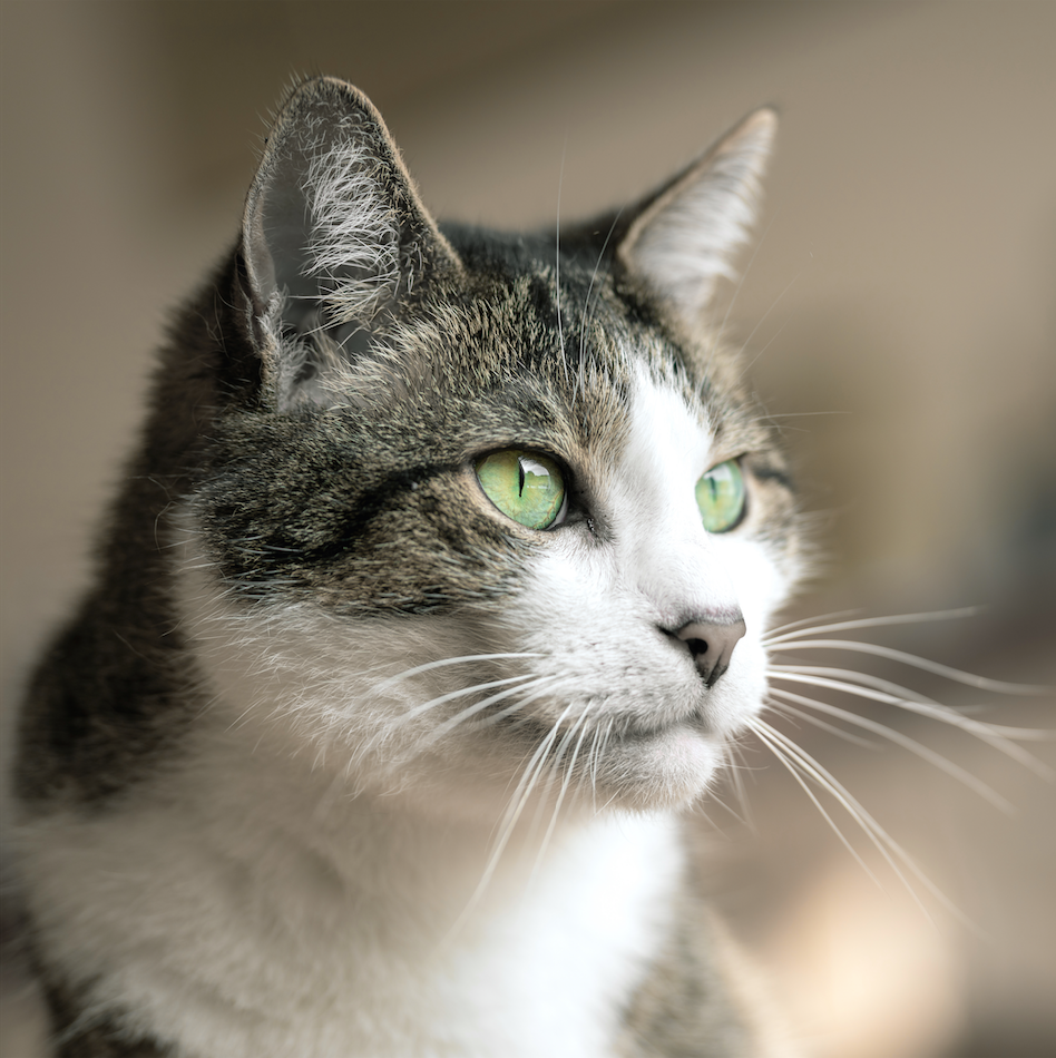Tiere - Haustiere / Katzen-Kätzchen