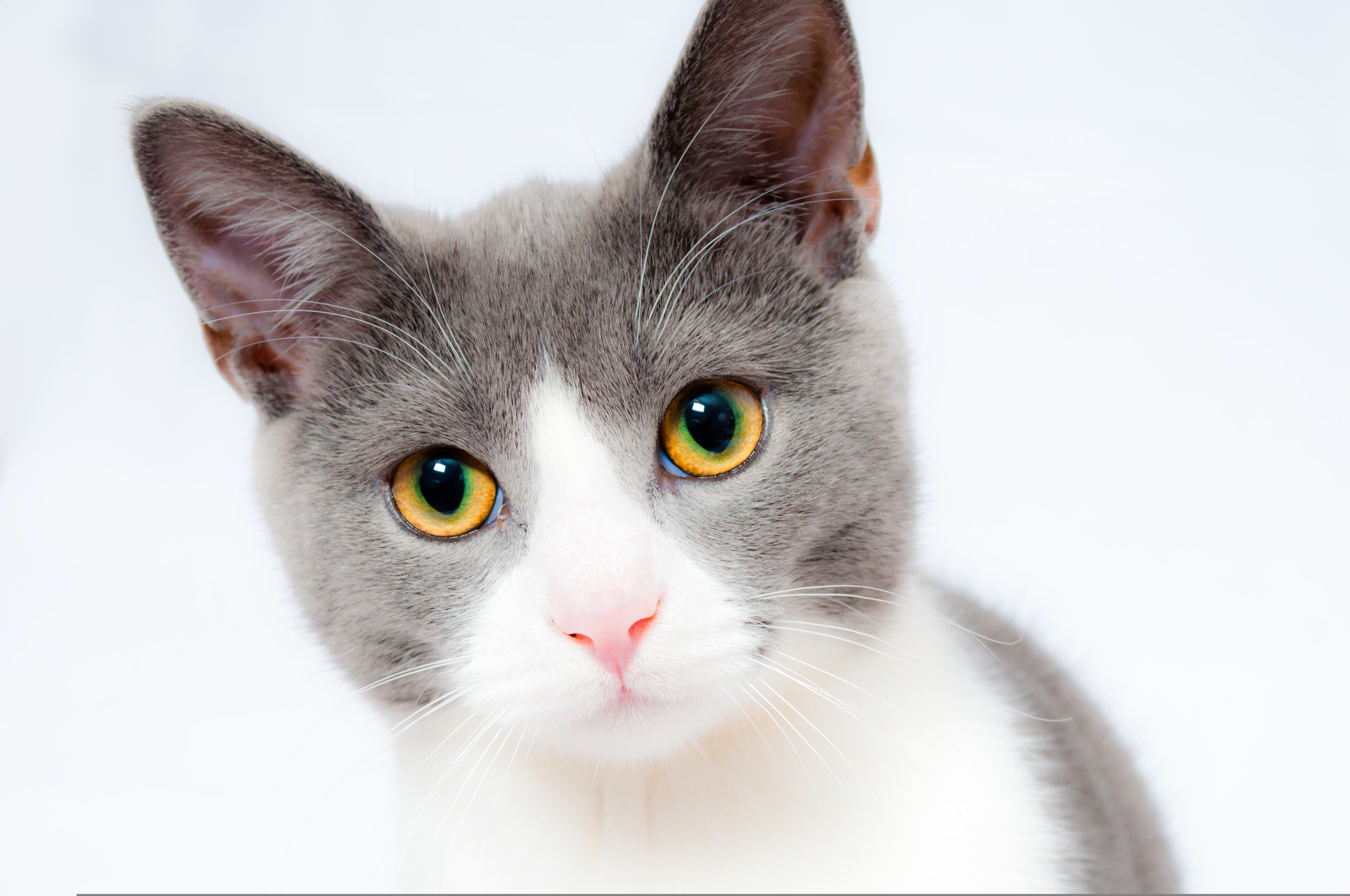 animaux - domestiques / chats-chatons
