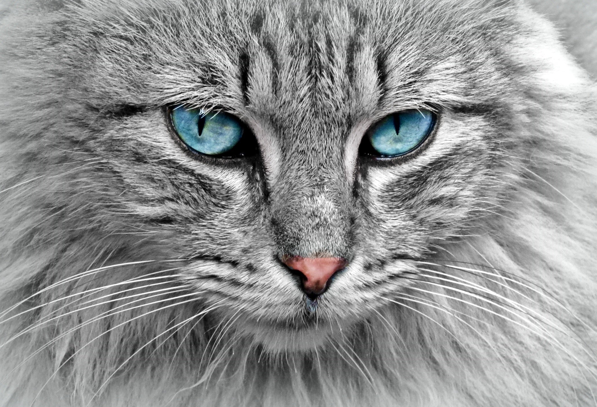 animaux - domestiques / chats-chatons