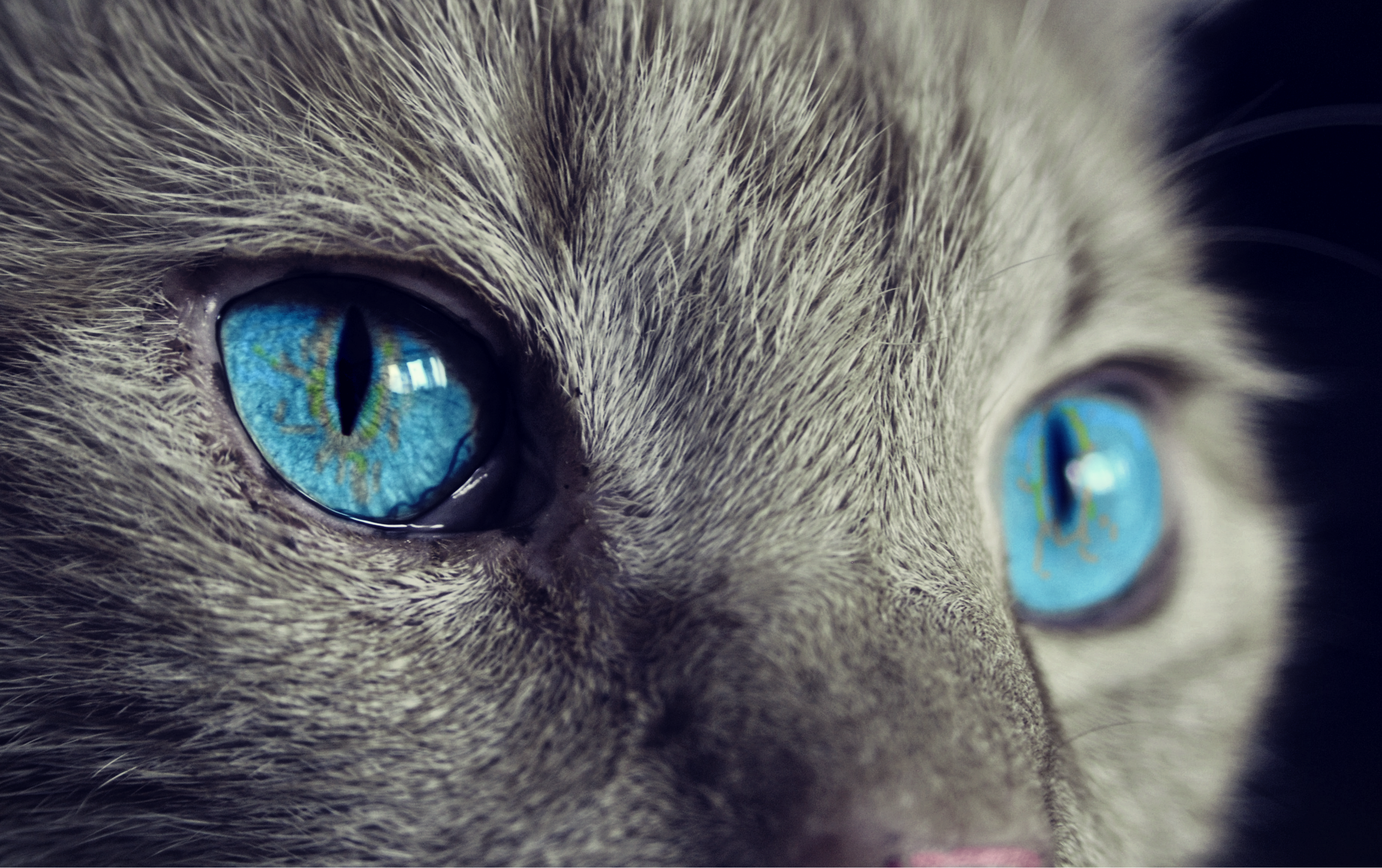 animaux - domestiques / chats-chatons