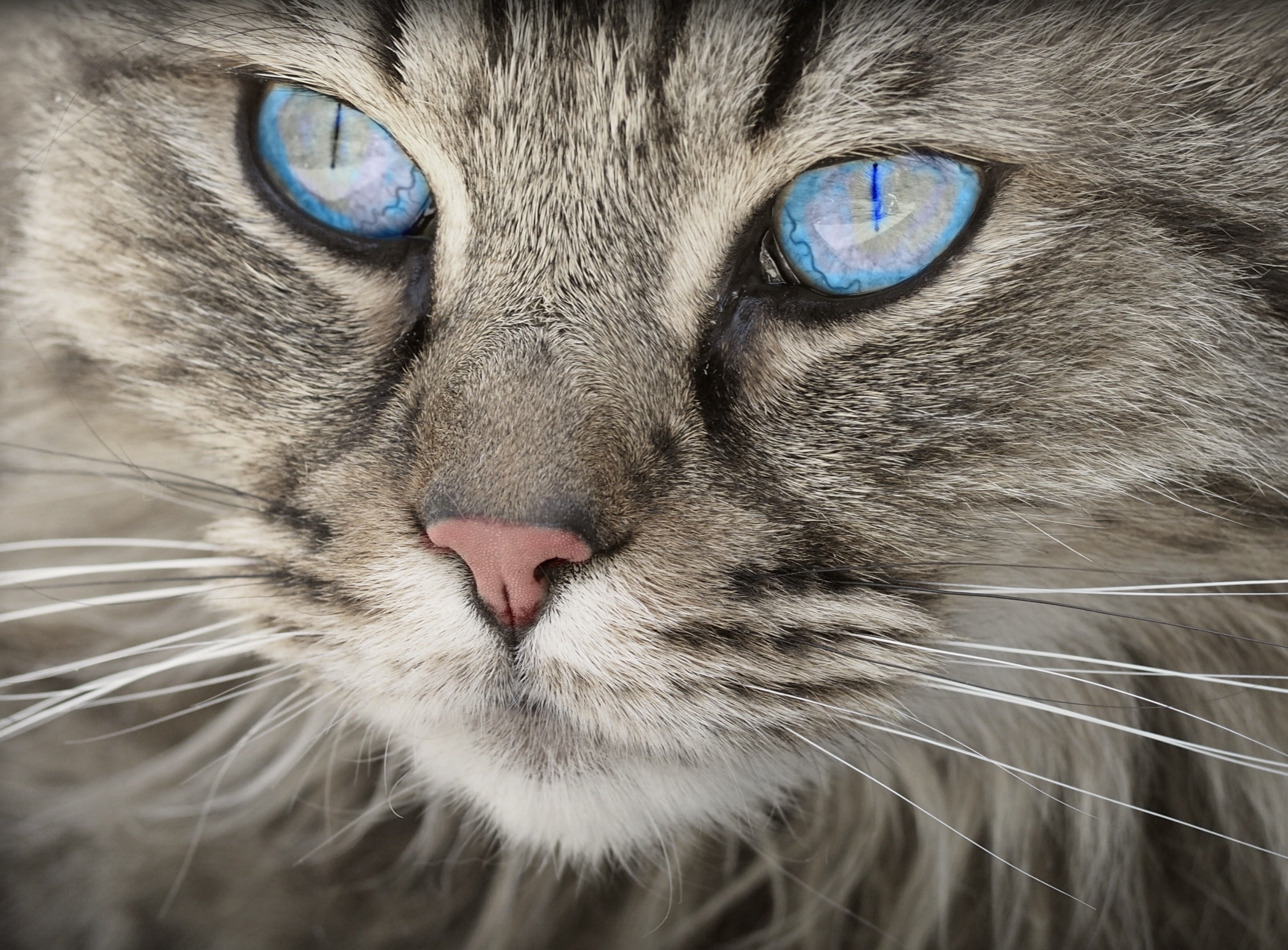 animaux - domestiques / chats-chatons