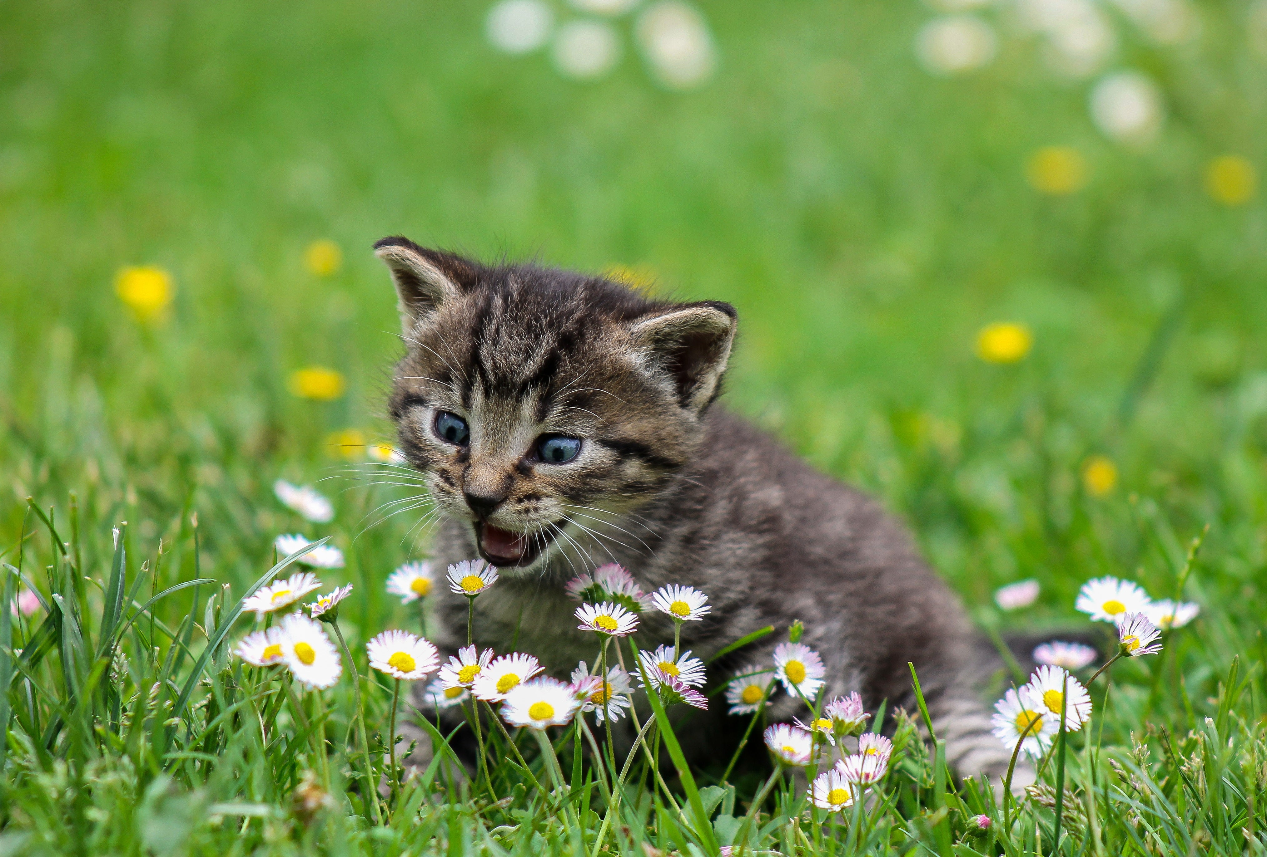 animaux - domestiques / chats-chatons