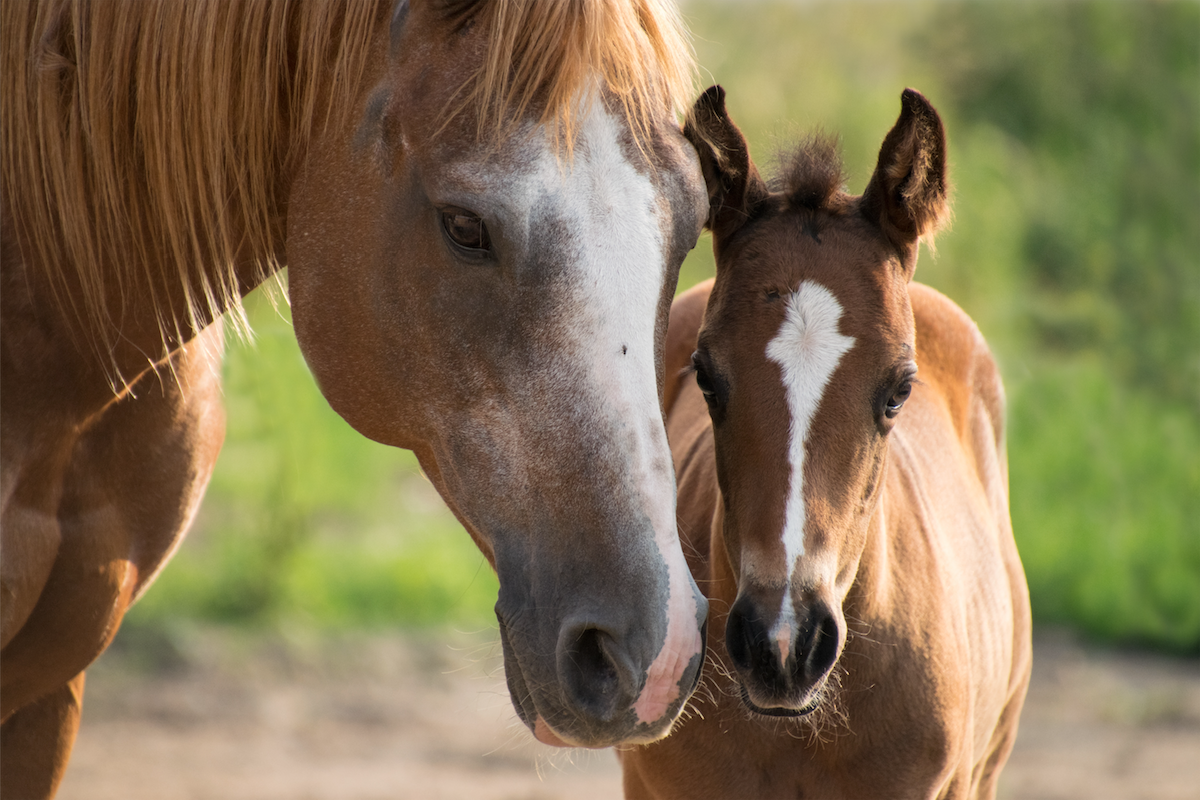 pour les 8-13 ans: https://fr.vikidia.org/wiki/Cheval