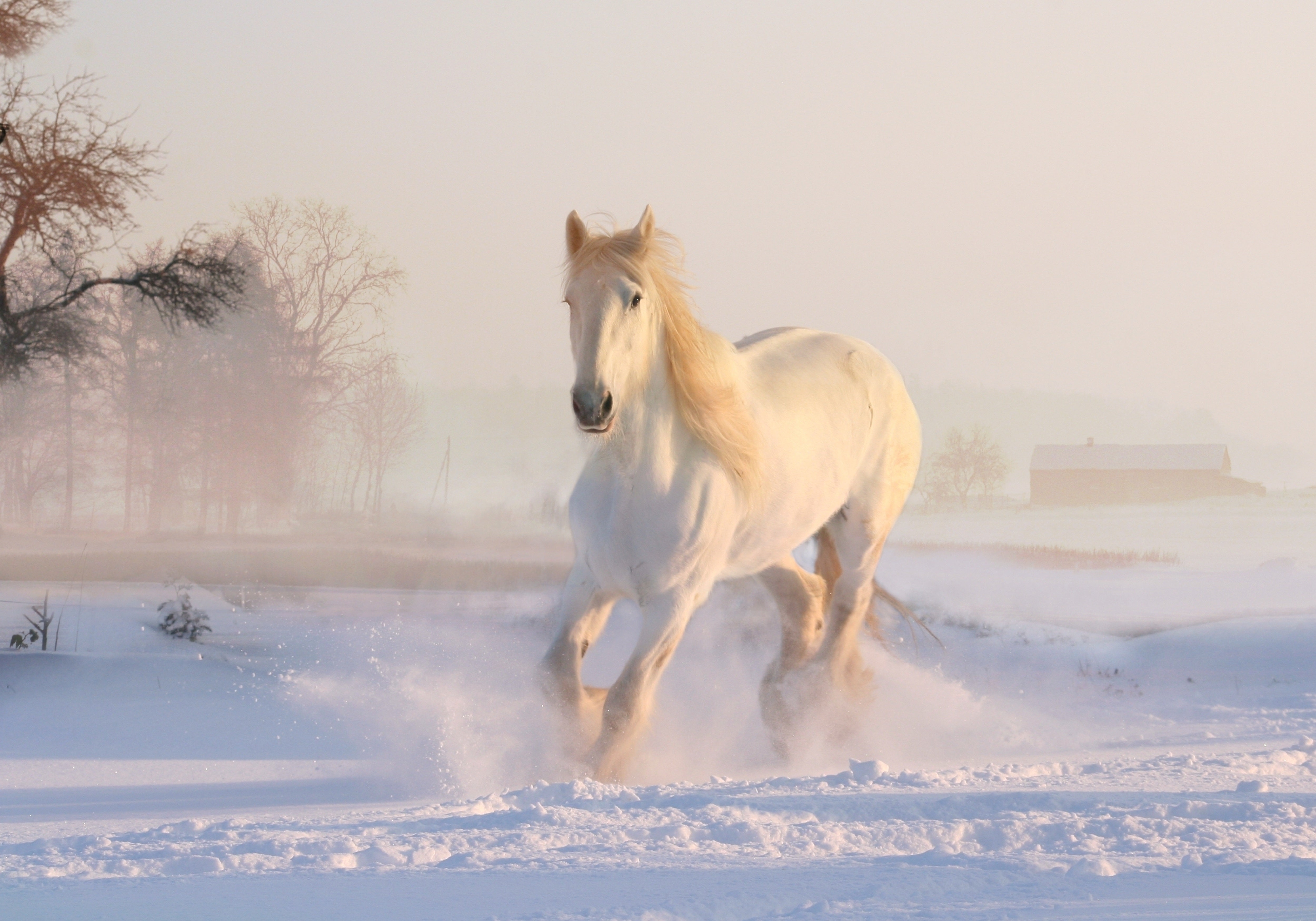 animals - horse