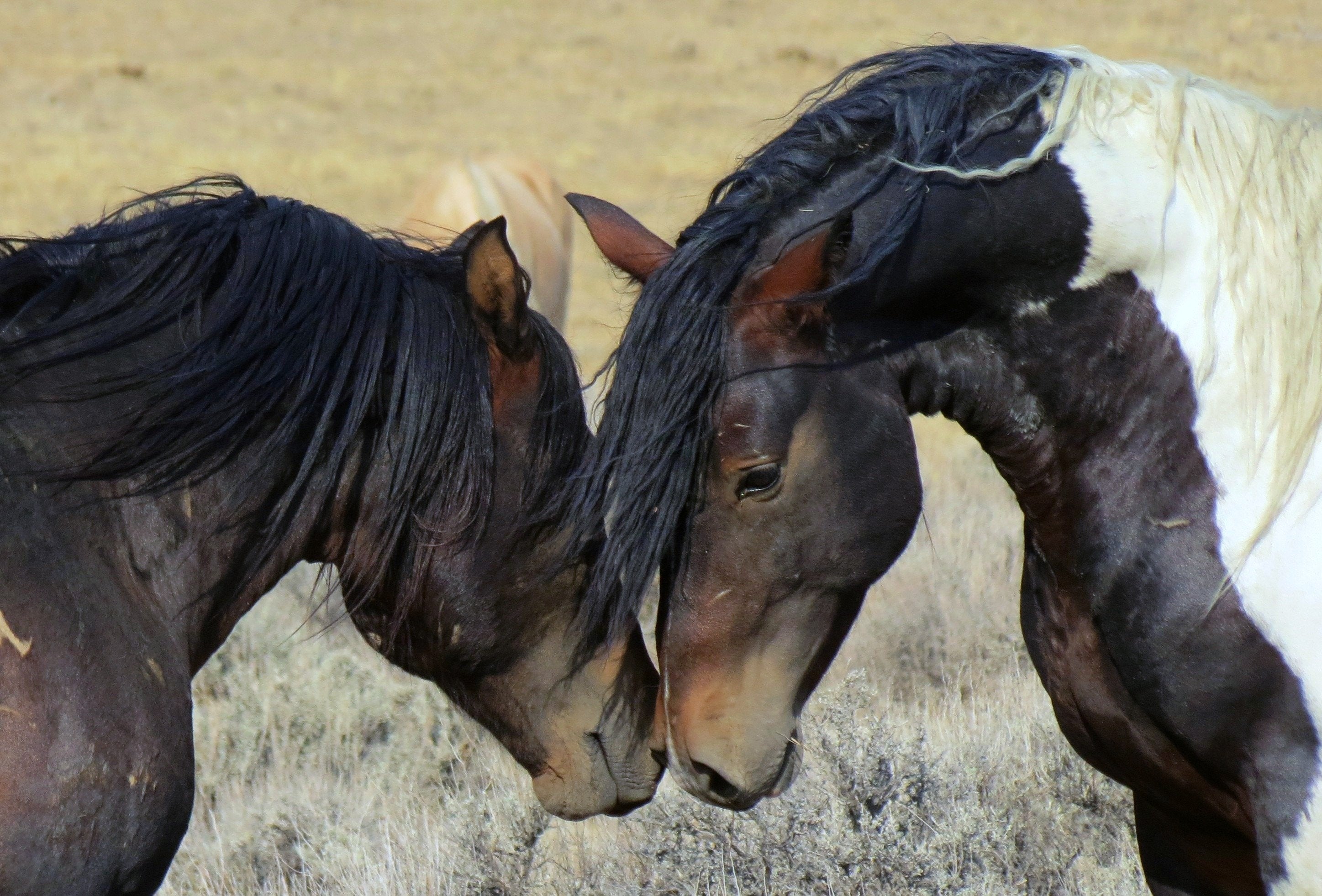 selon Wikipedia, si les mustangs américains forment la population de chevaux sauvages la plus connue, ils se trouvent sur tous les continents : le cheval de  Camargue en France, les Brumby en Australie, ou encore les chevaux de Namibie en Afrique