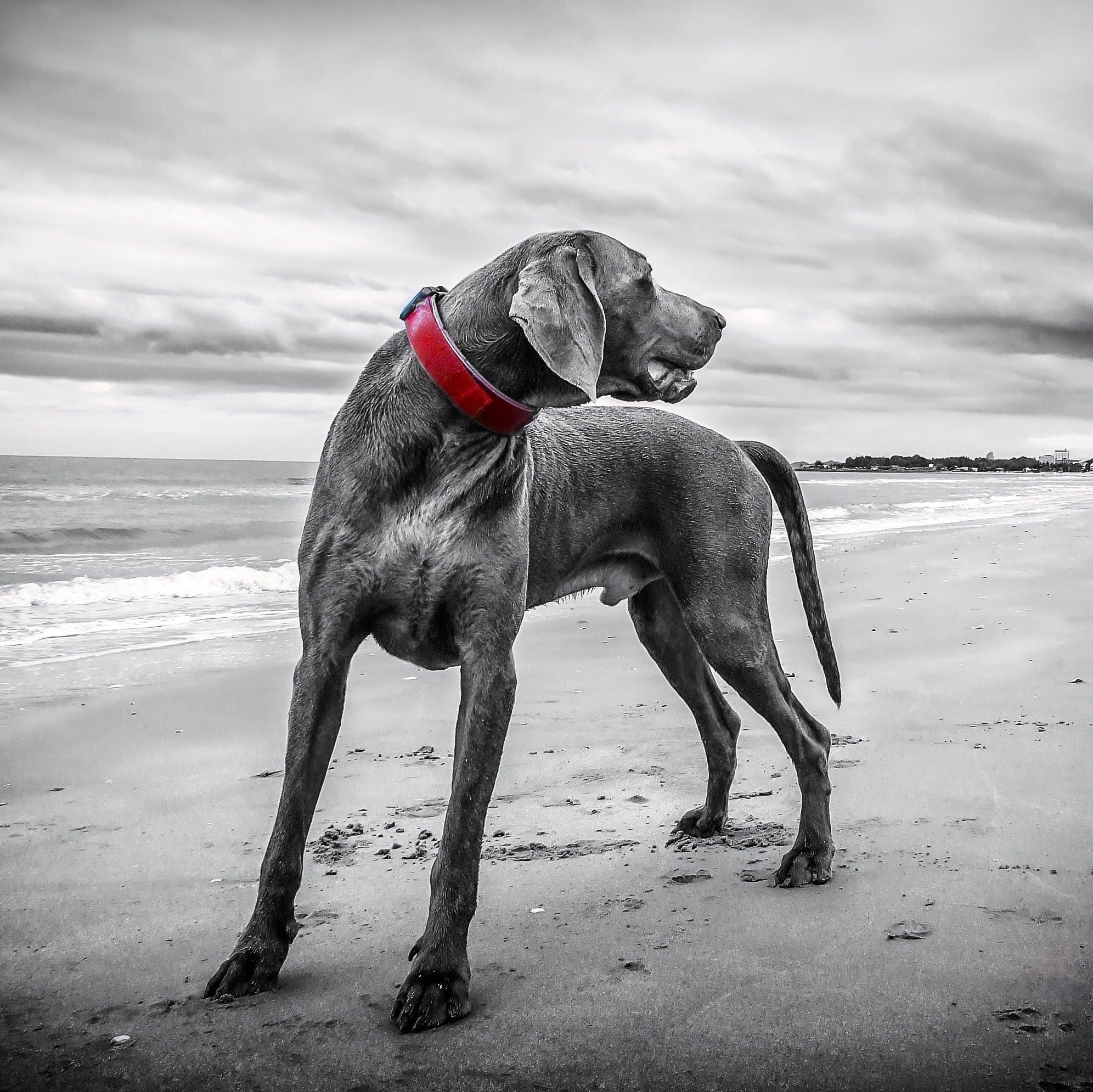 Tiere - Haustiere / Hundewelpen