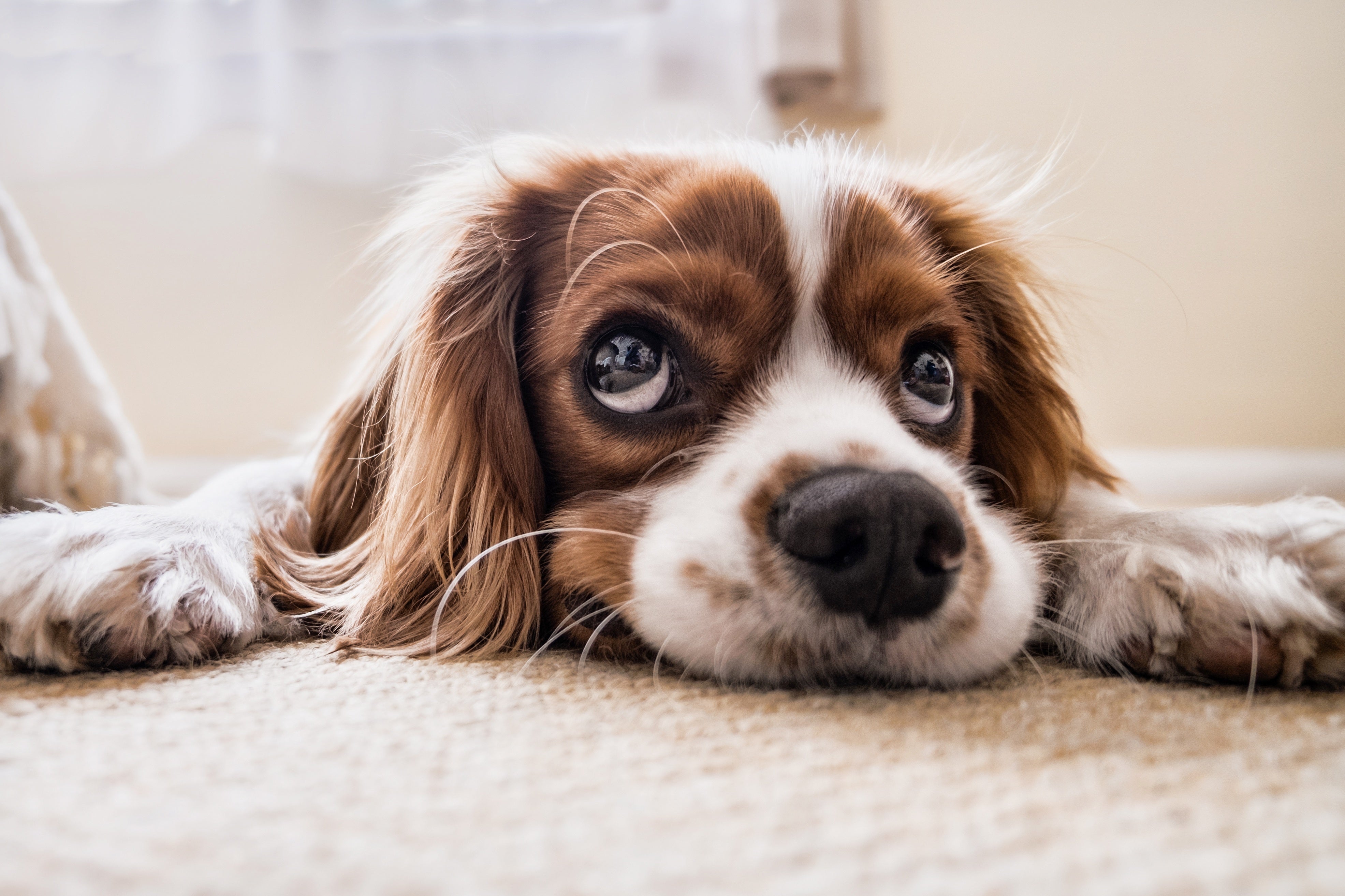Tiere - Haustiere / Hundewelpen