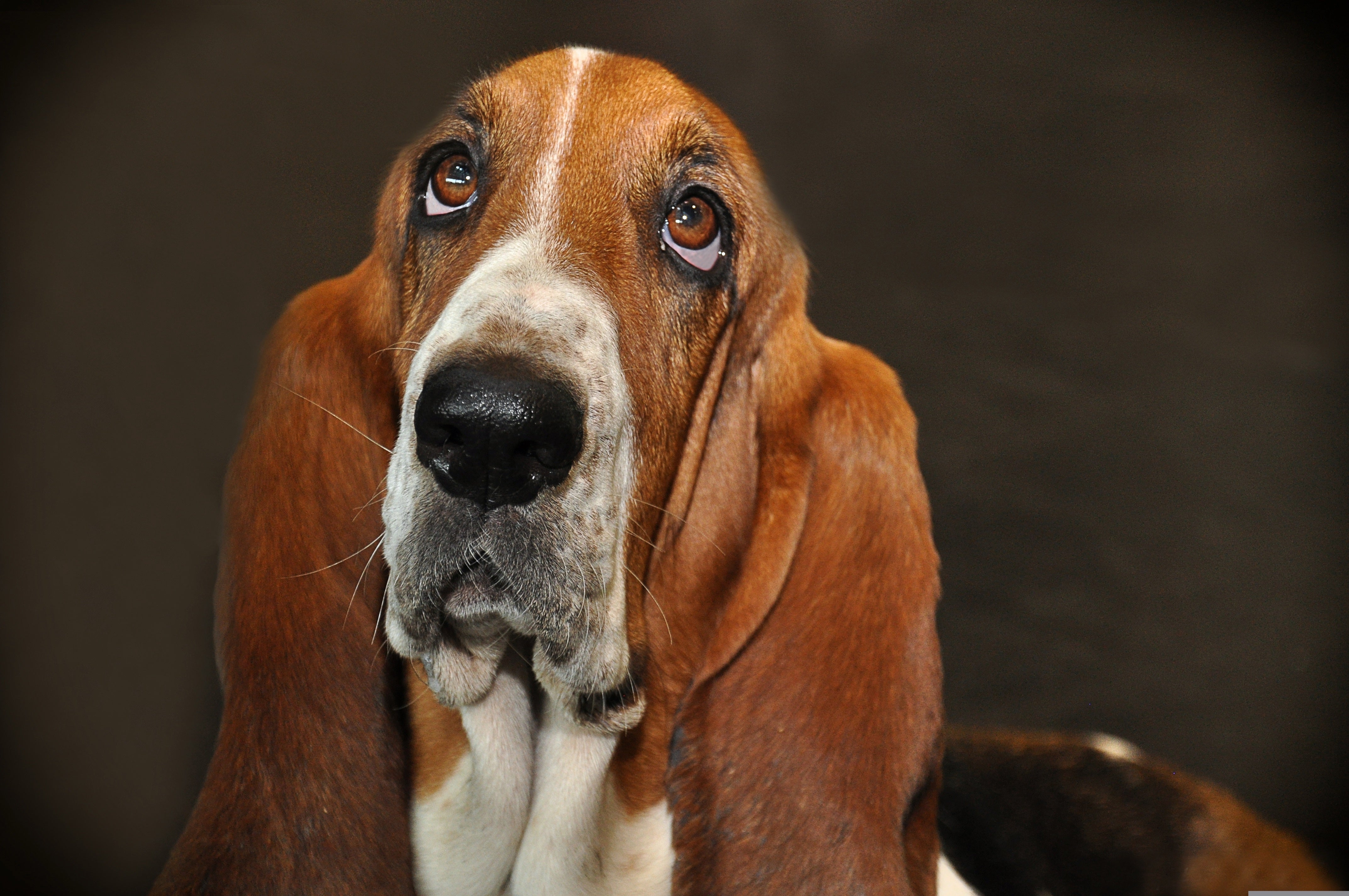 Tiere - Haustiere / Hundewelpen