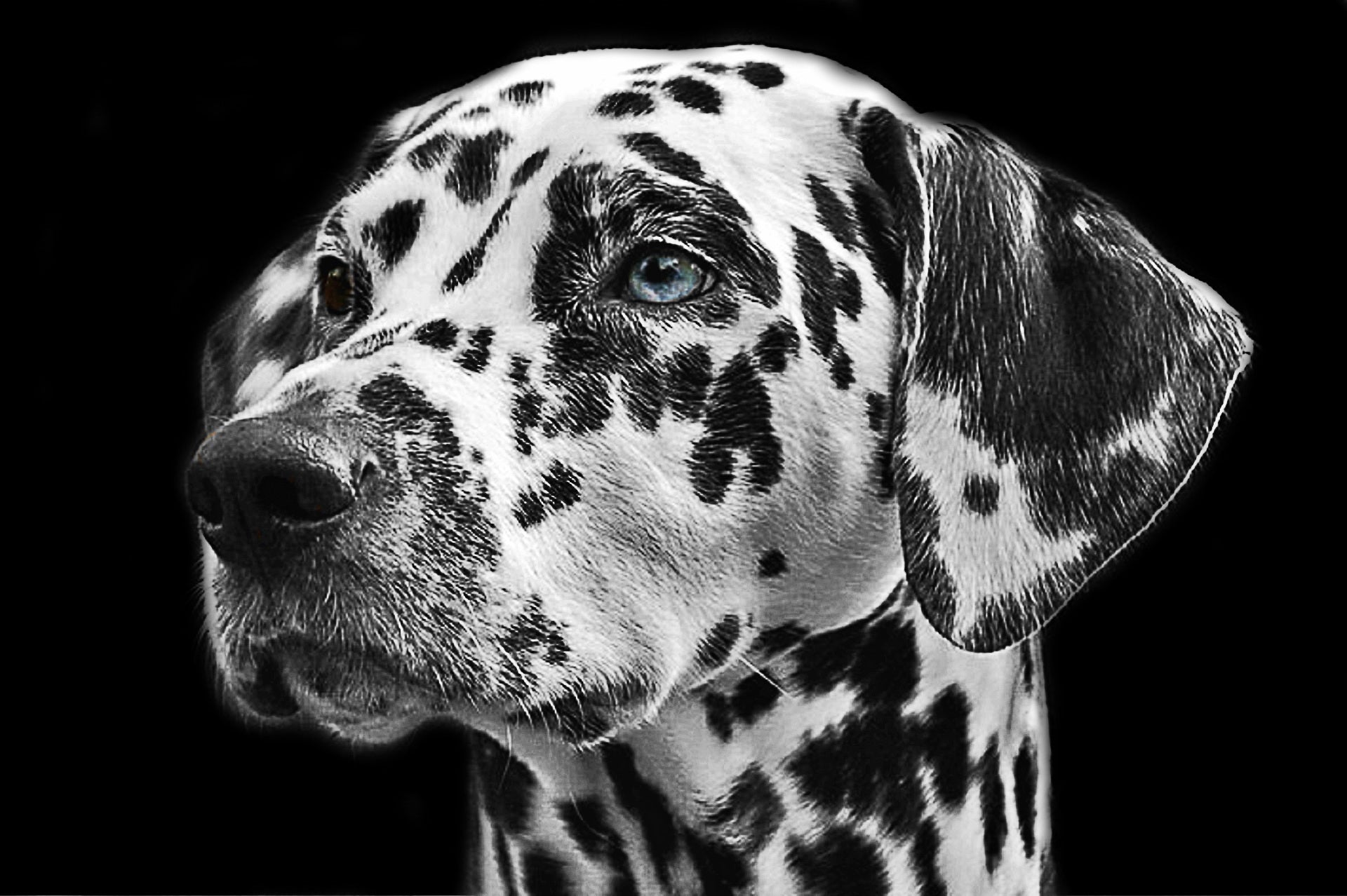 Tiere - Haustiere / Hundewelpen