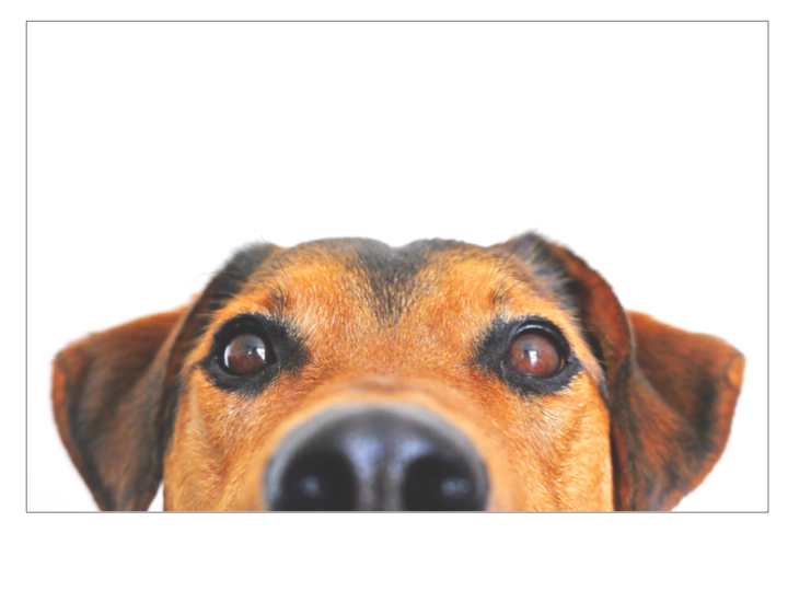 Tiere - Haustiere / Hundewelpen