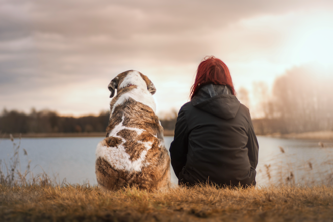 Tiere - Haustiere / Hundewelpen