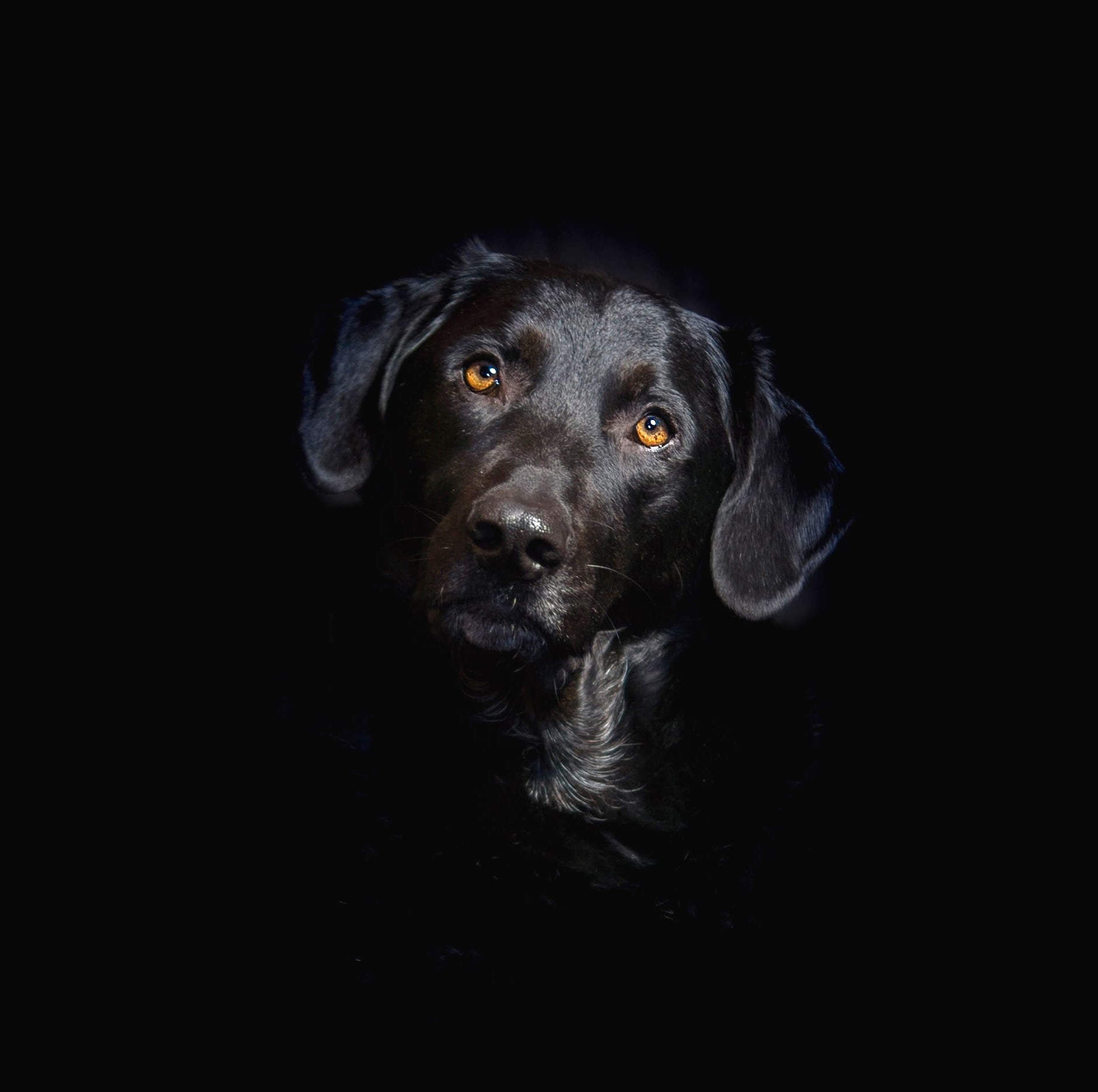 Tiere - Haustiere / Hundewelpen