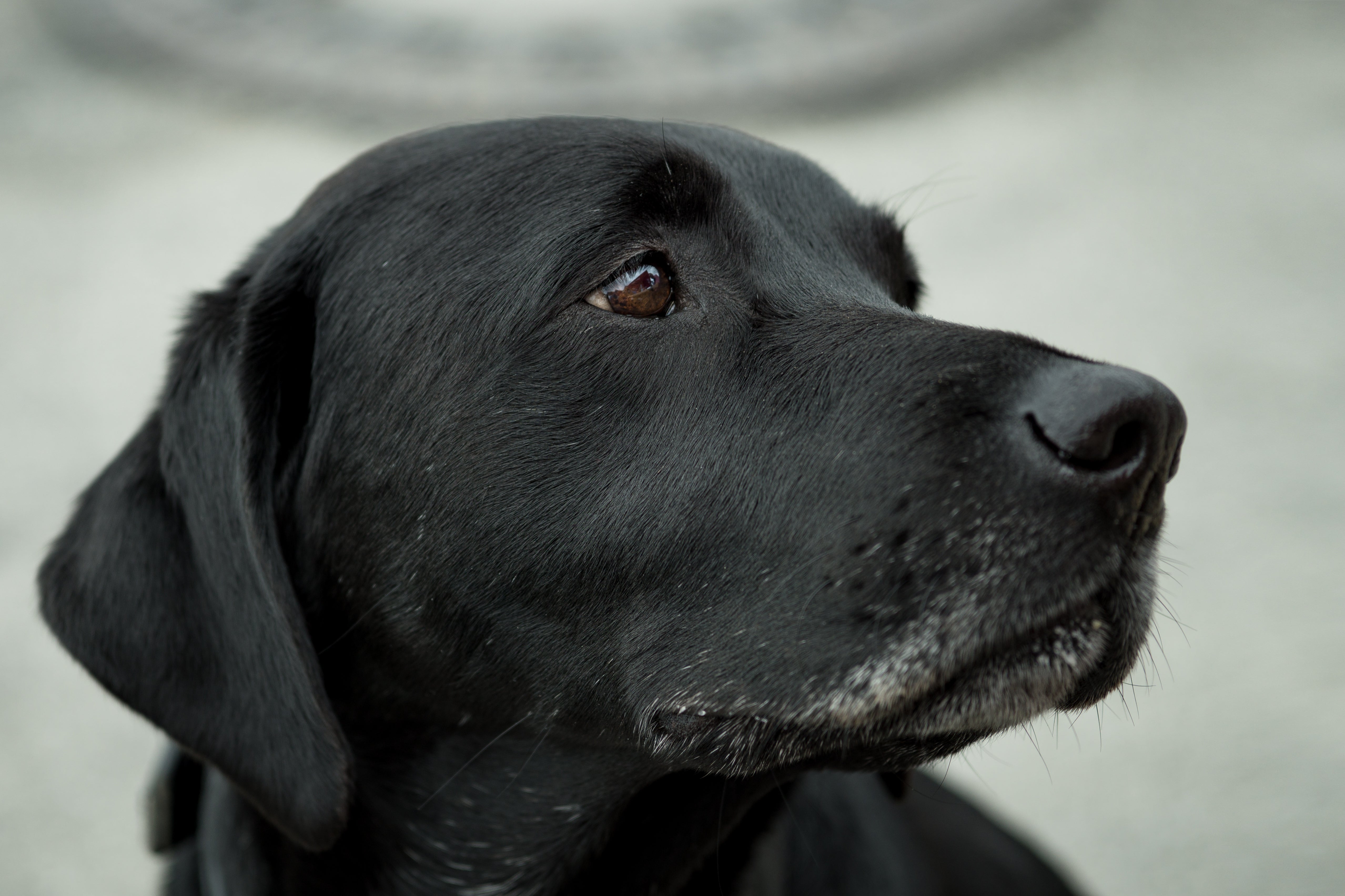 Tiere - Haustiere / Hundewelpen