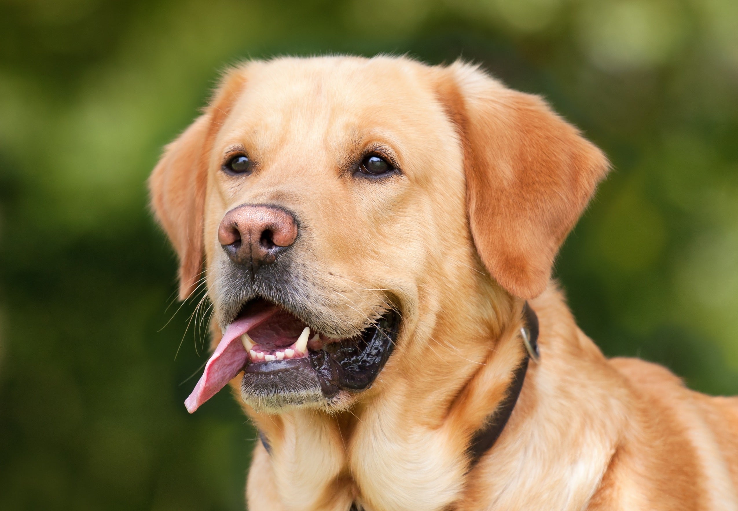 Tiere - Haustiere / Hundewelpen