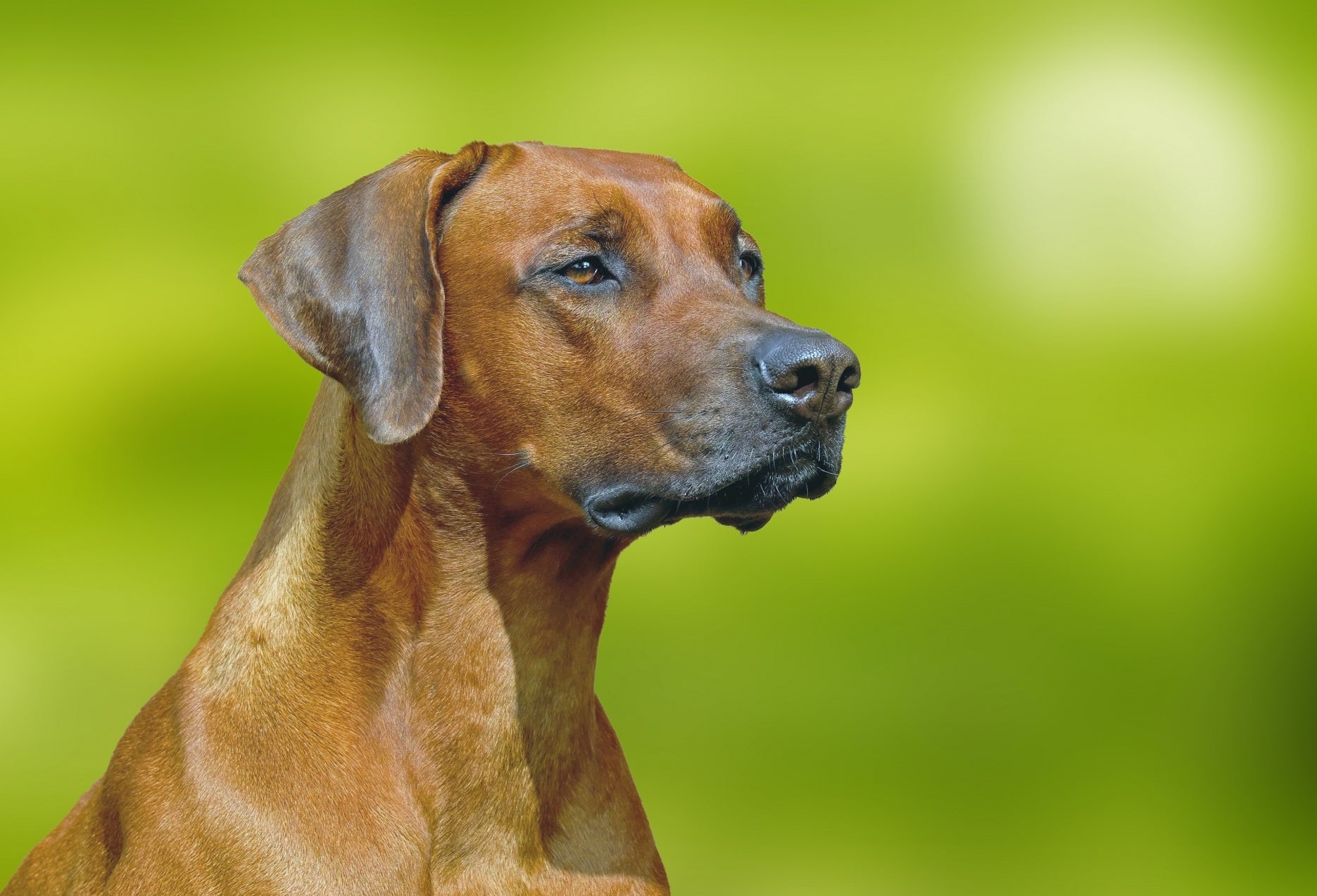 Tiere - Haustiere / Hundewelpen