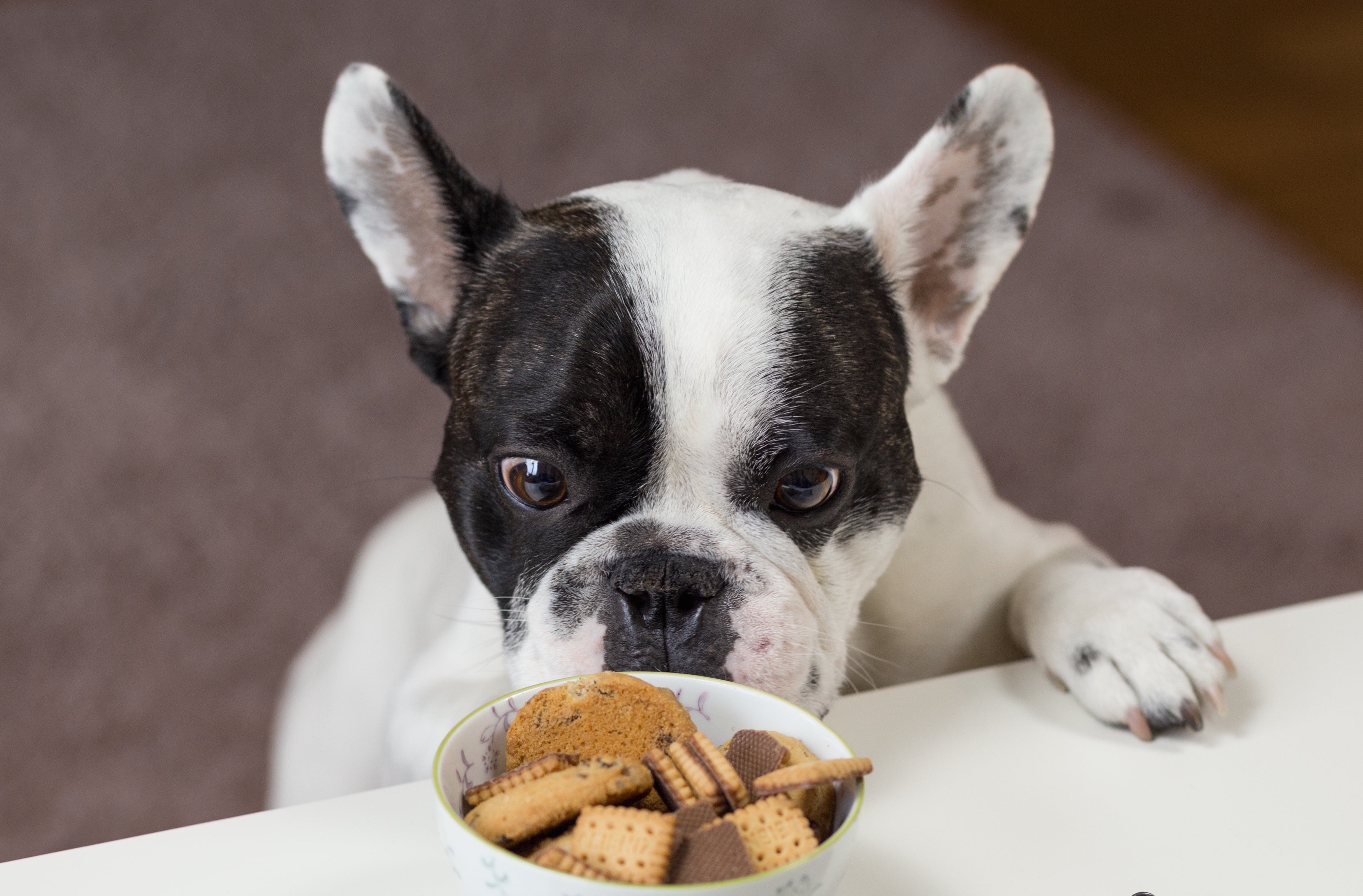 Tiere - Haustiere / Hundewelpen